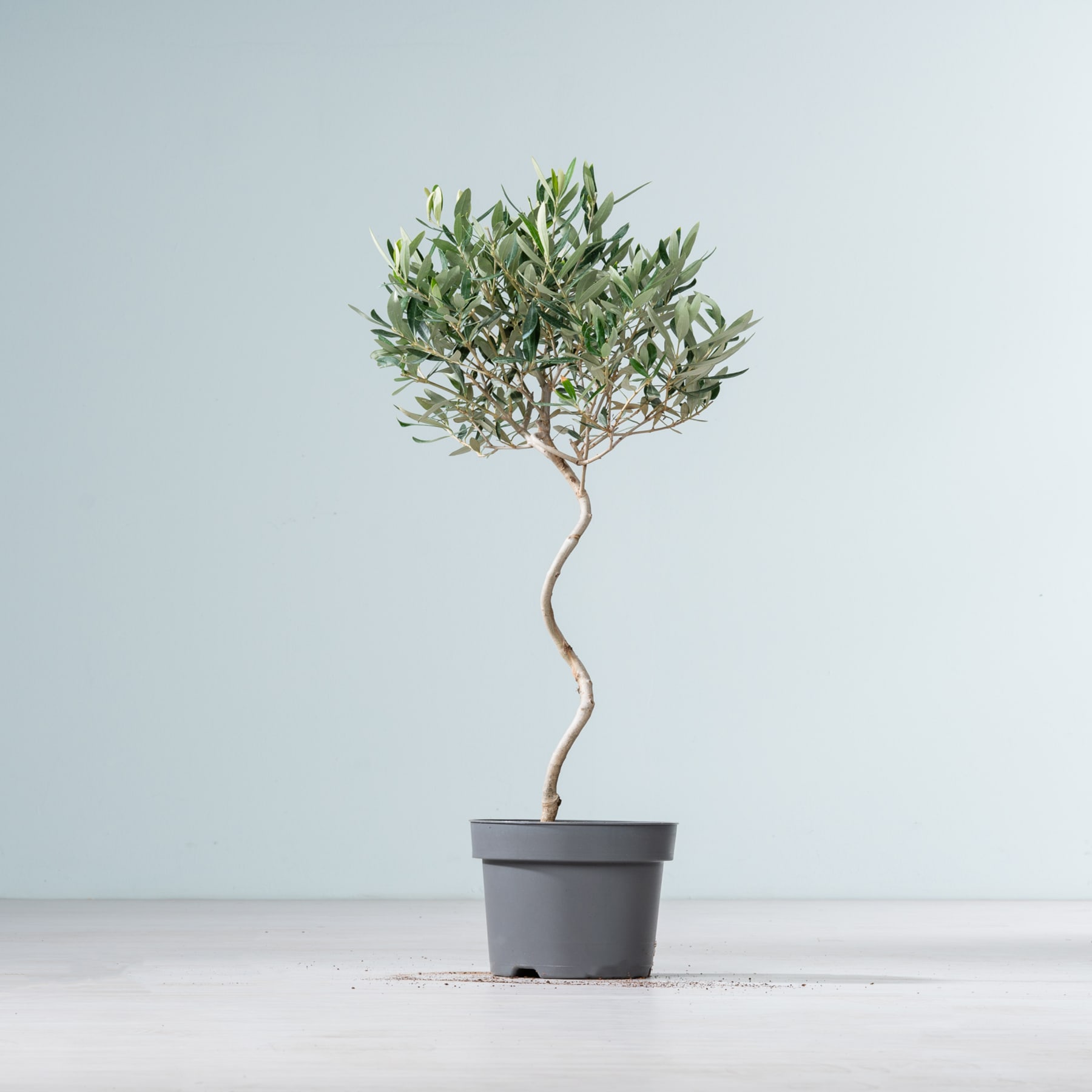 Ein kleiner Olivenbaum mit üppigen grünen Blättern steht in einem einfachen grauen Topf vor einem schlichten hellblauen Hintergrund.