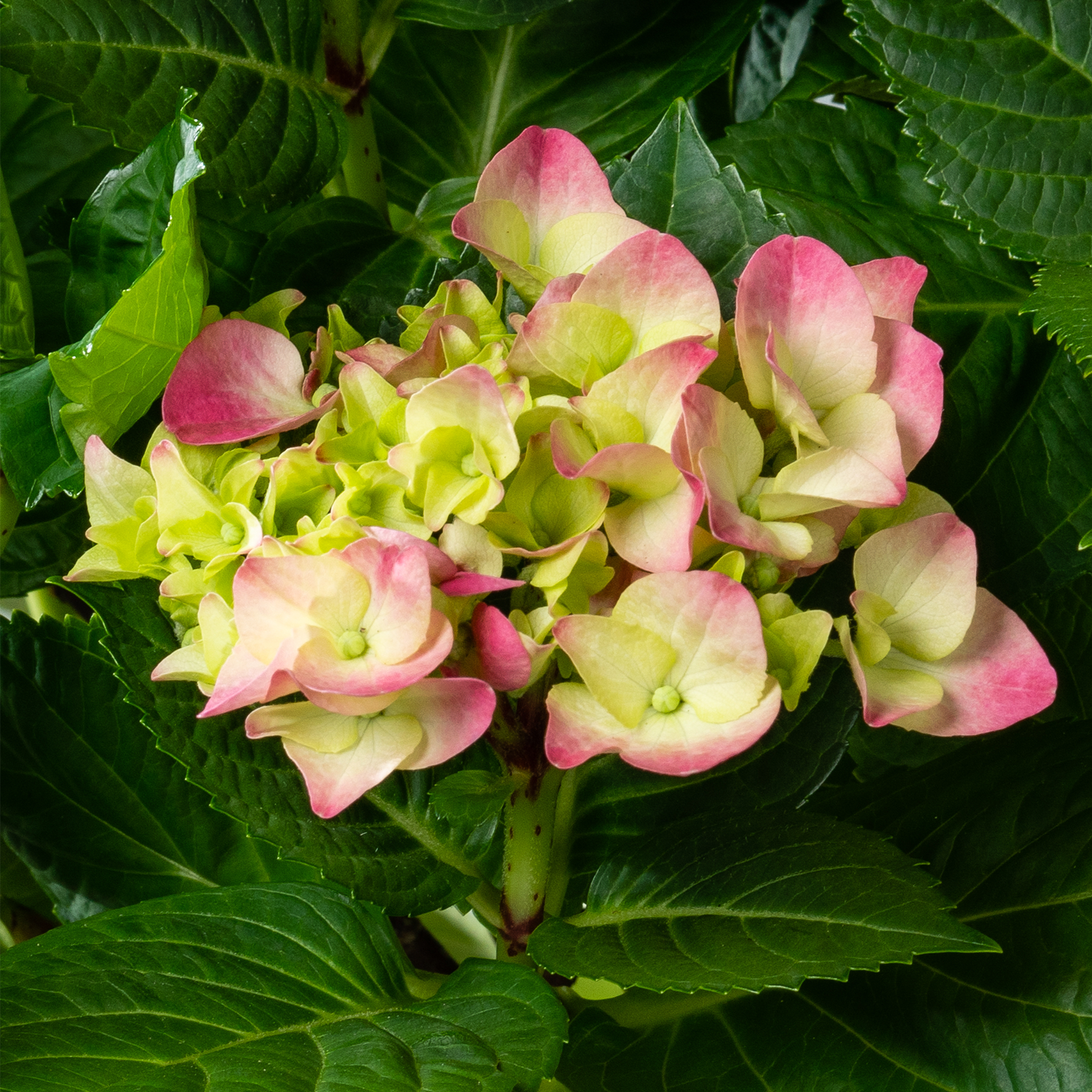 Das Bild zeigt eine leuchtende Ansammlung rosa und gelber Hortensienblüten, umgeben von üppigen grünen Blättern vor dem Hintergrund weiterer Blätter.