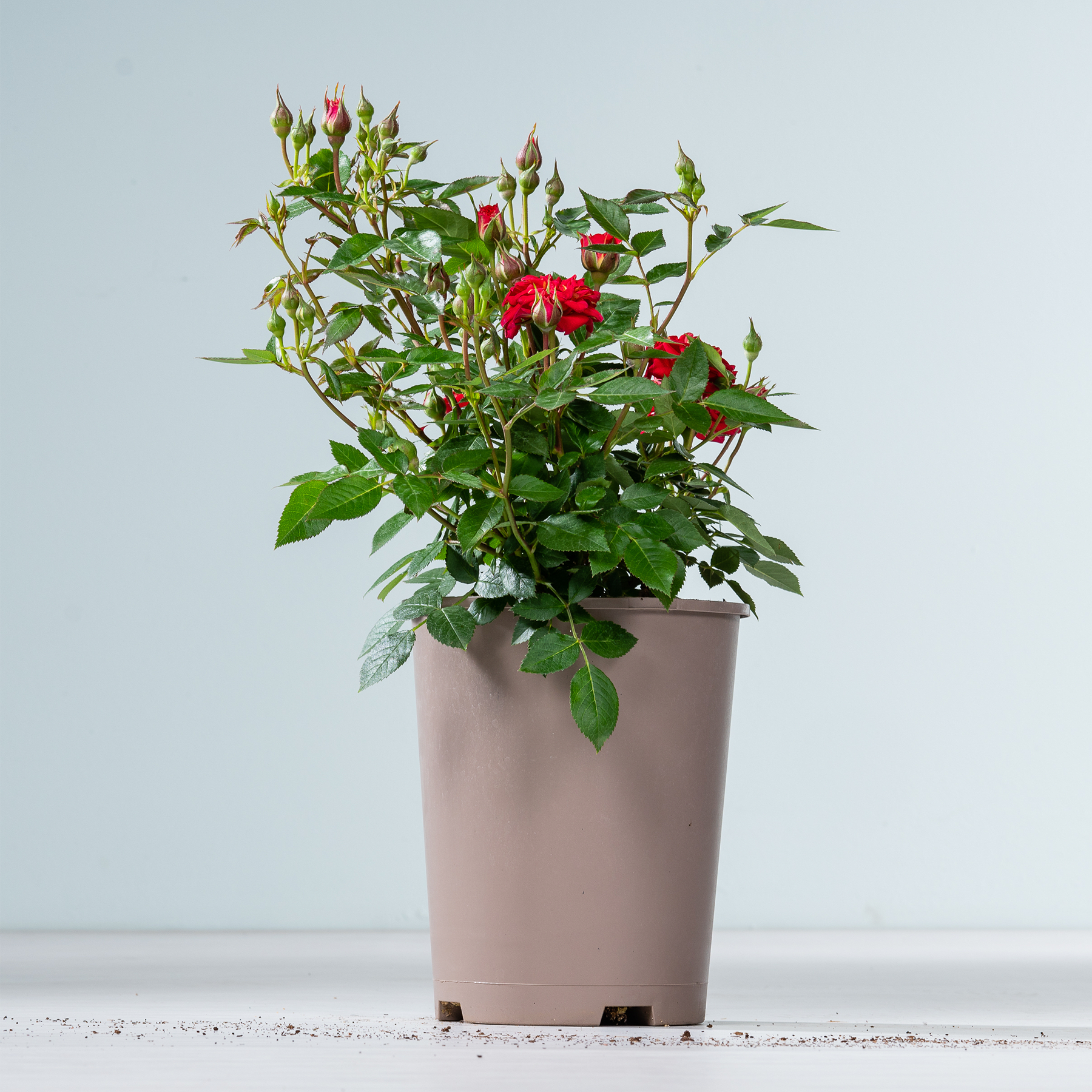 Eine Topfrose mit leuchtend roten Blüten und üppigem grünen Laub steht auf einer schlichten weißen Fläche vor einem hellblauen Hintergrund.