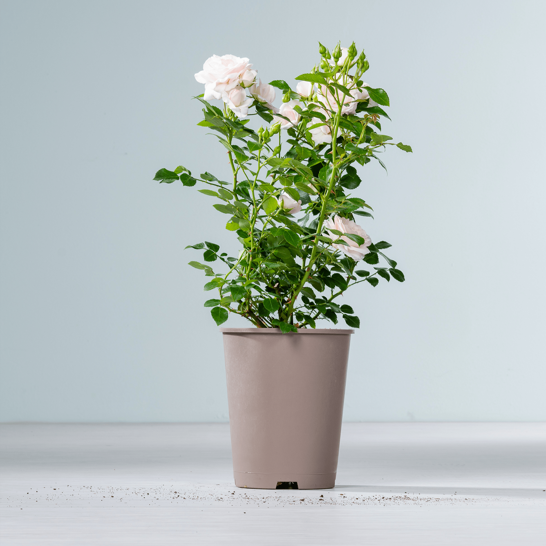 Eine Topfpflanze mit weißen Blüten und grünen Blättern steht auf einer hellen Fläche vor einem schlichten Hintergrund.