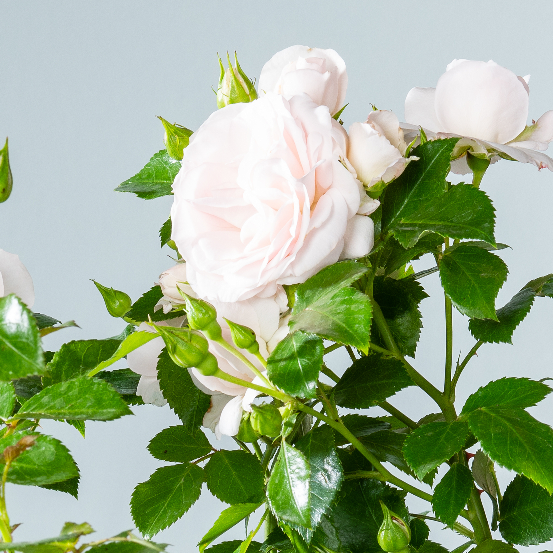 Ein Strauß zarter, blassrosa Rosen mit üppigen grünen Blättern vor hellblauem Hintergrund.