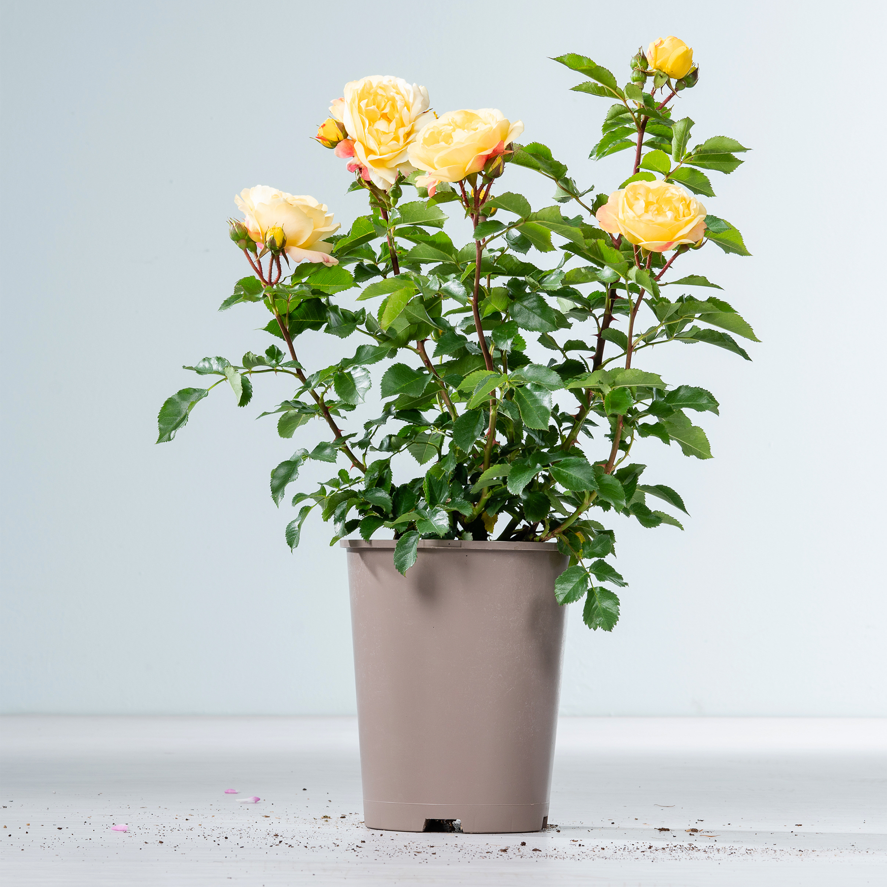 Ein Rosenbusch im Topf mit leuchtend gelben Blüten steht vor einem schlichten, hellen Hintergrund.