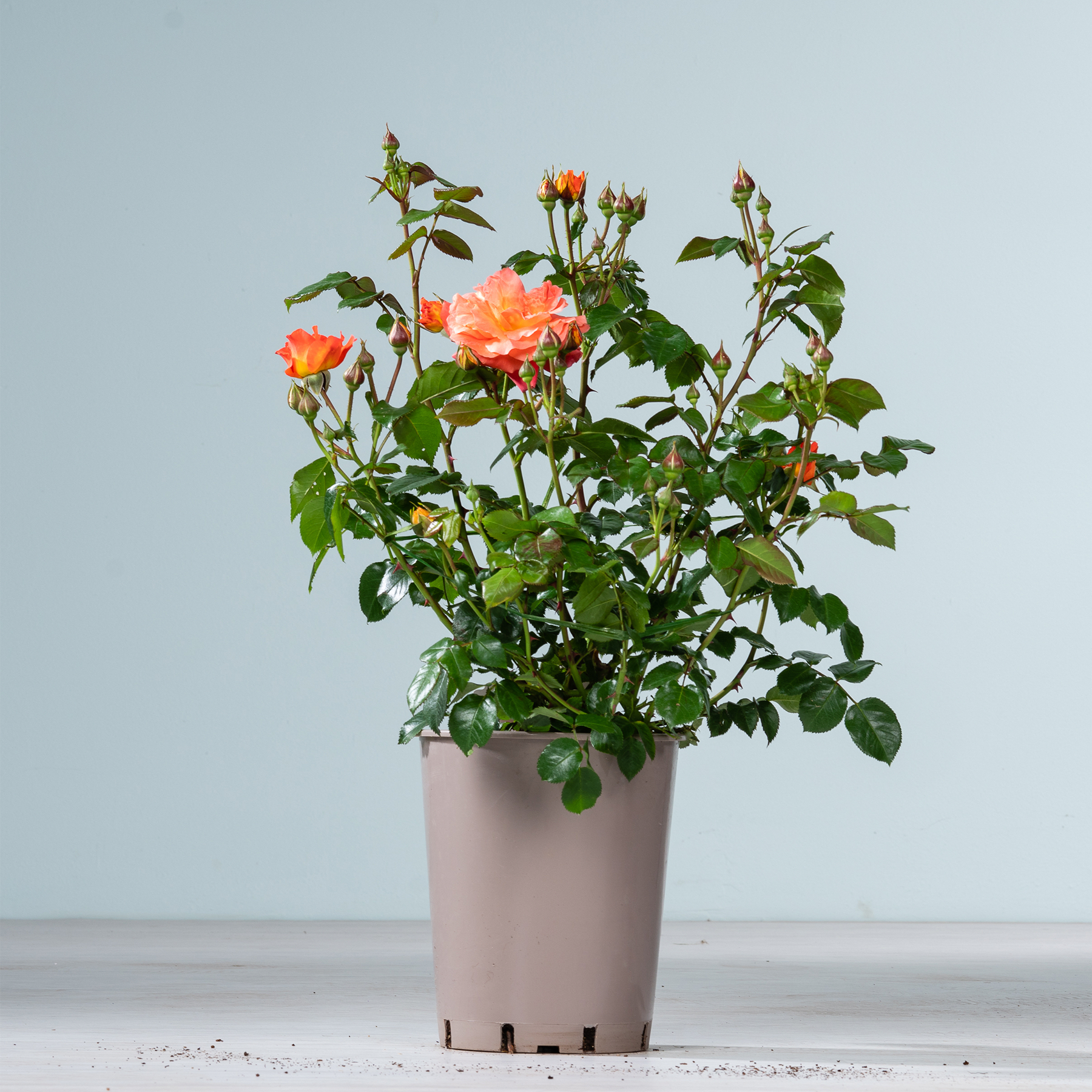 Eine Topfrose mit leuchtend orangefarbenen Blüten und üppigem grünem Laub steht auf einer Holzoberfläche vor einem schlichten hellblauen Hintergrund.