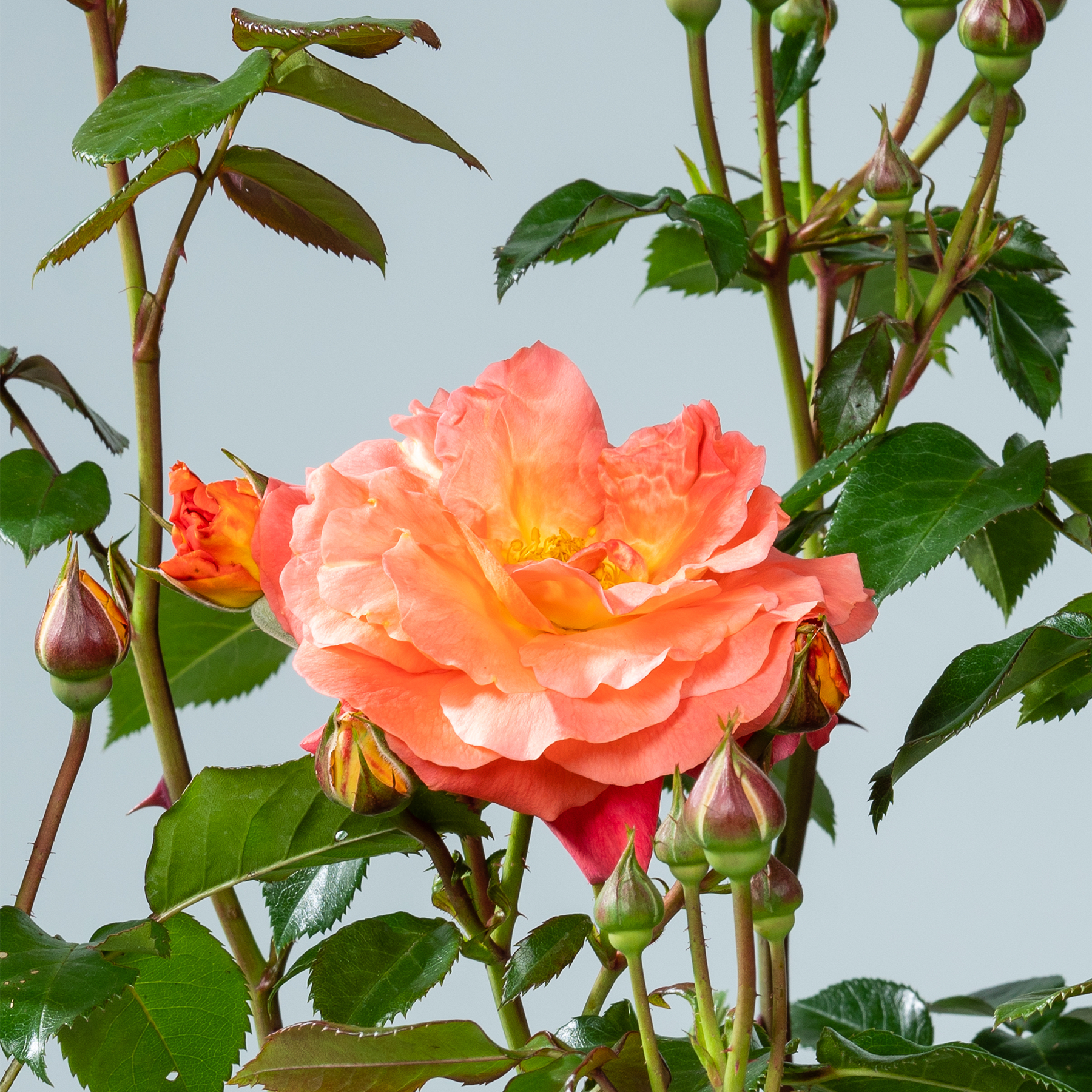 Eine leuchtend pfirsichfarbene Rosenblüte, umgeben von üppigem grünem Laub, hebt sich vor einem hellblauen Hintergrund ab.