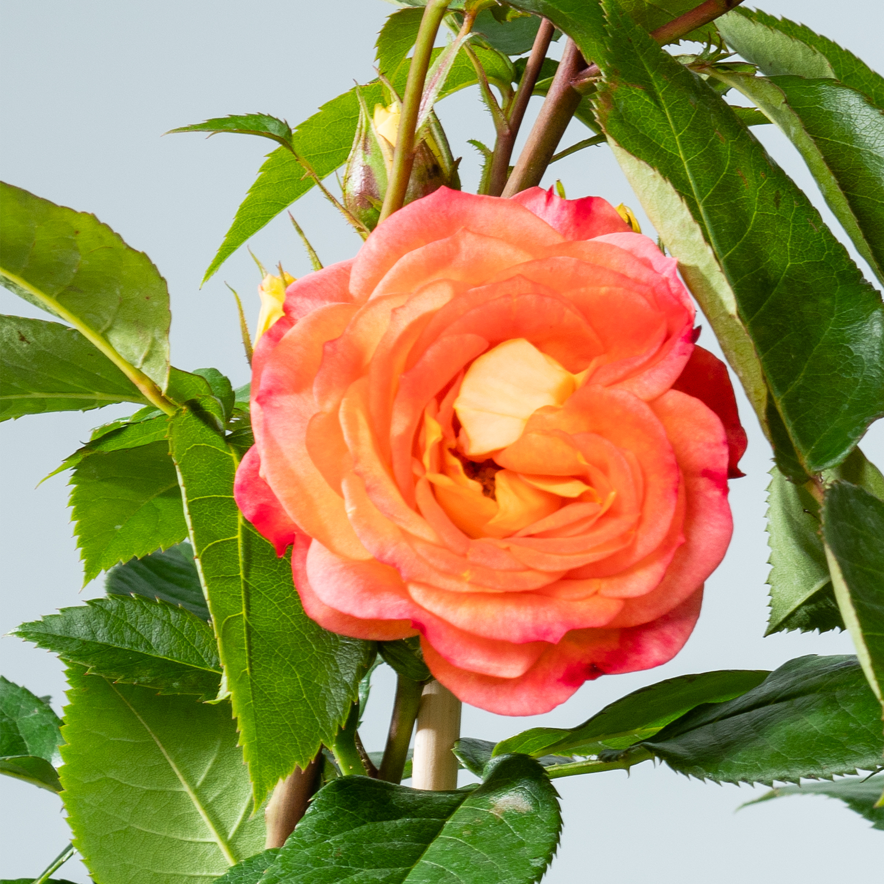 Eine leuchtend pfirsichfarbene Rosenblüte hebt sich vor dem Hintergrund üppiger, grüner Blätter ab und schafft eine optisch beeindruckende und natürliche Szene.