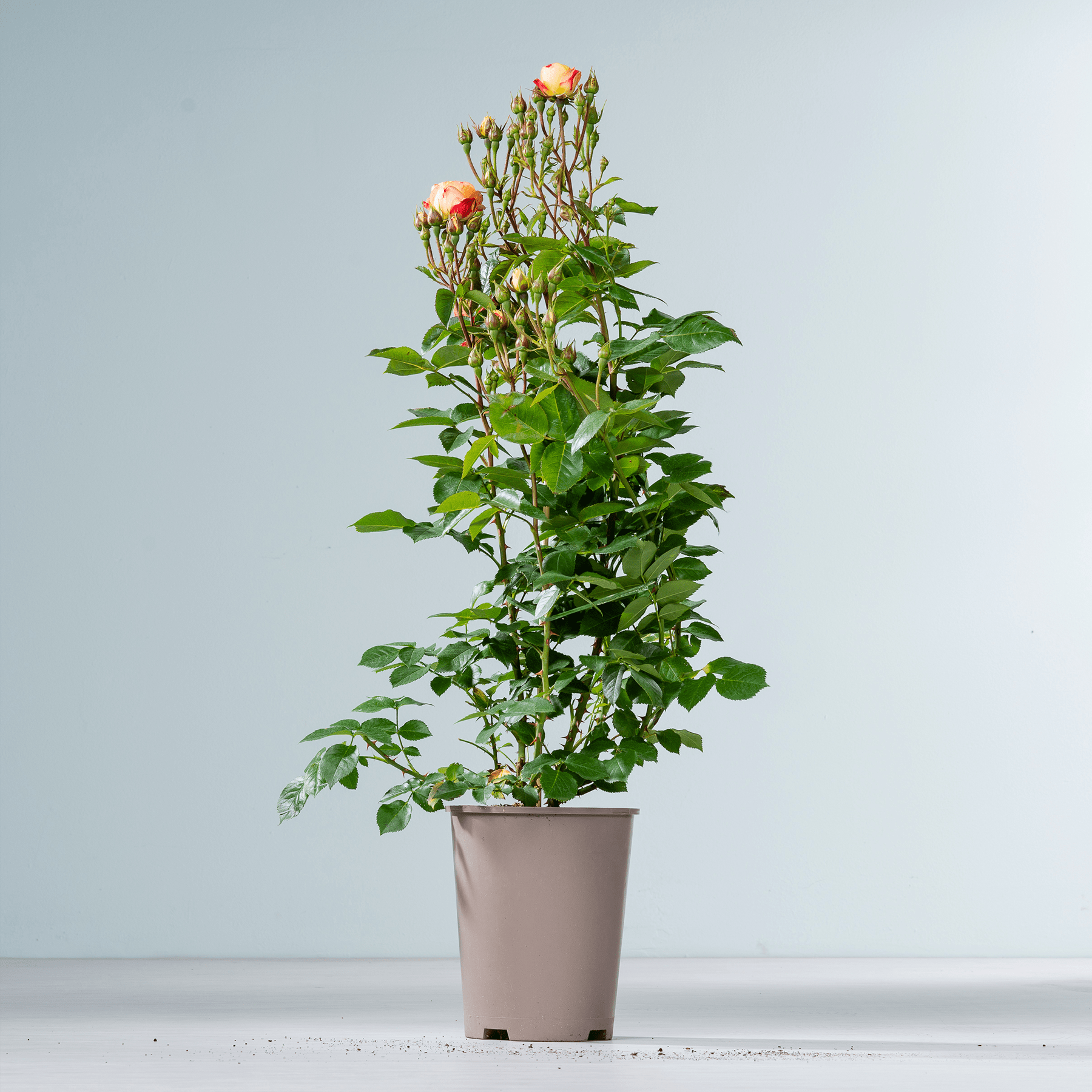 Eine Topfpflanze mit grünen Blättern und orangefarbenen Blüten steht auf einer weißen Fläche vor einem hellblauen Hintergrund.