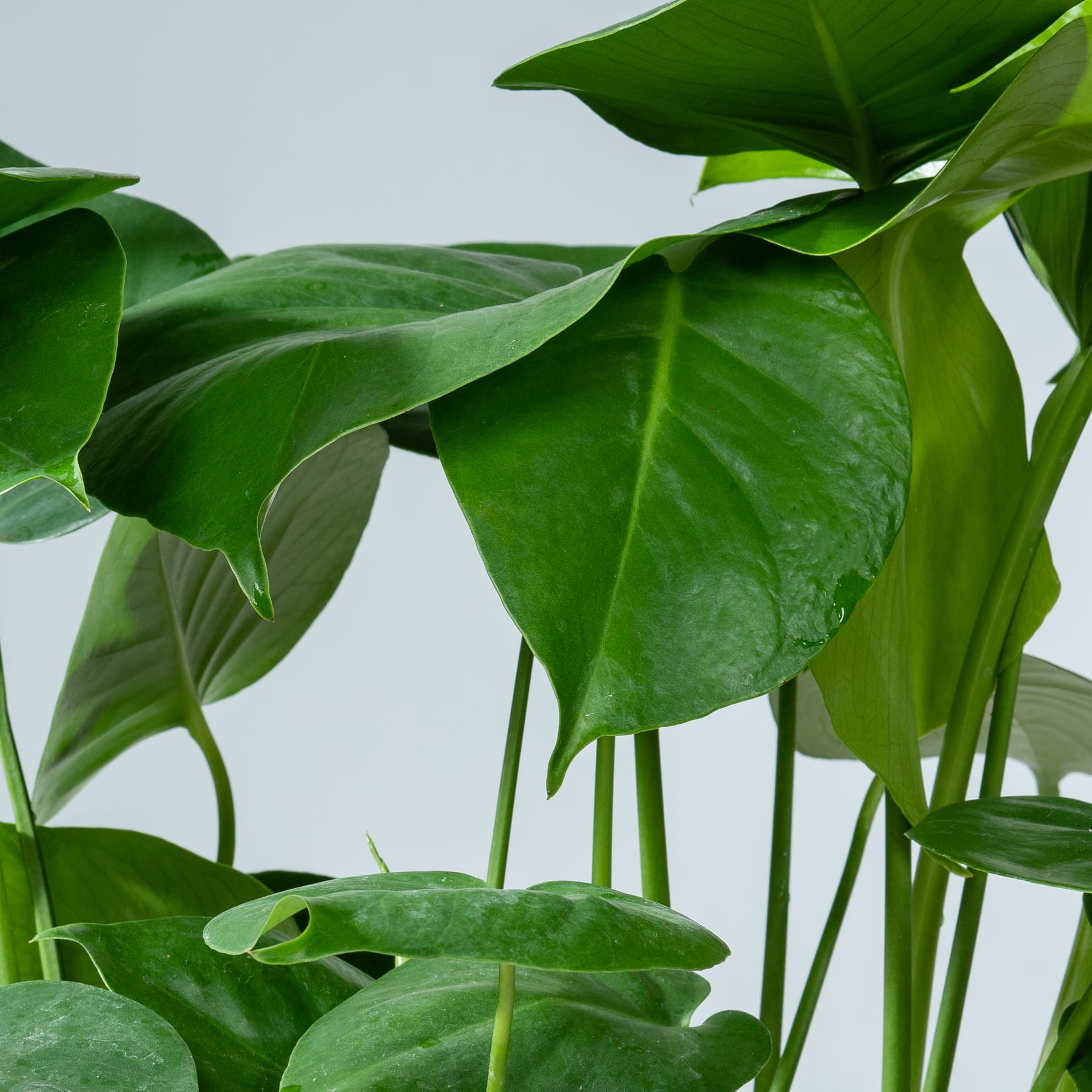 Monstera Deliciosa Plastikfrei Monstera Deliciosa Plastikfrei