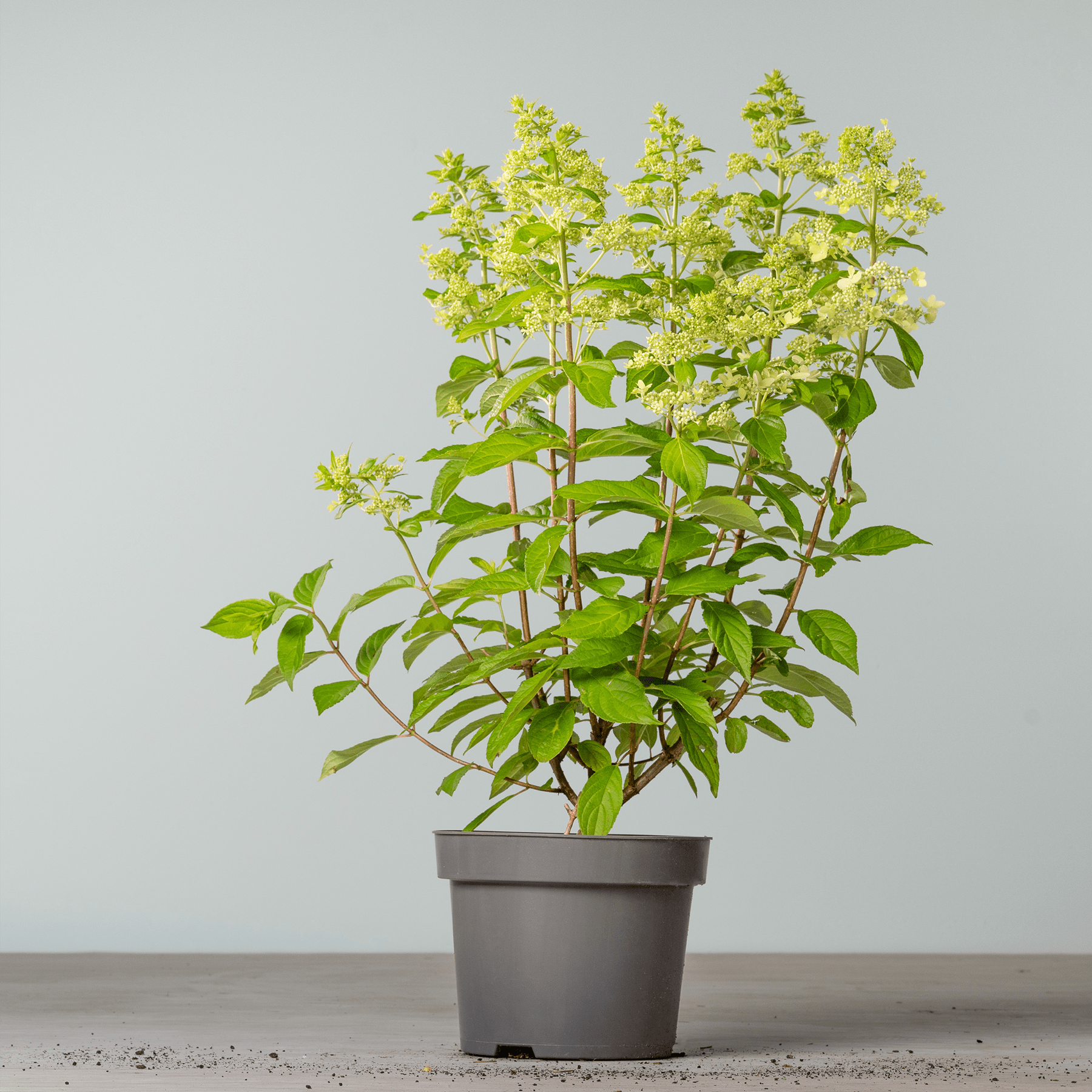 Eine Topfpflanze mit üppigen grünen Blättern und kleinen gelben Blüten steht auf einer Holzoberfläche vor einem schlichten grauen Hintergrund.