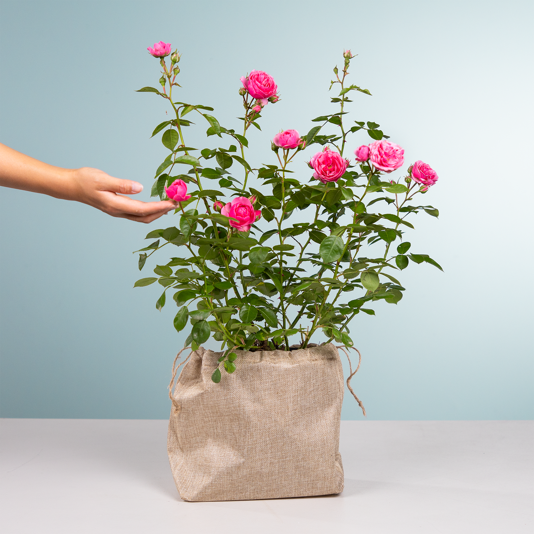 Ein Strauß leuchtend rosa Rosen in einem Leinensack vor einem hellblauen Hintergrund, mit einer Hand, die nach den Blumen greift.