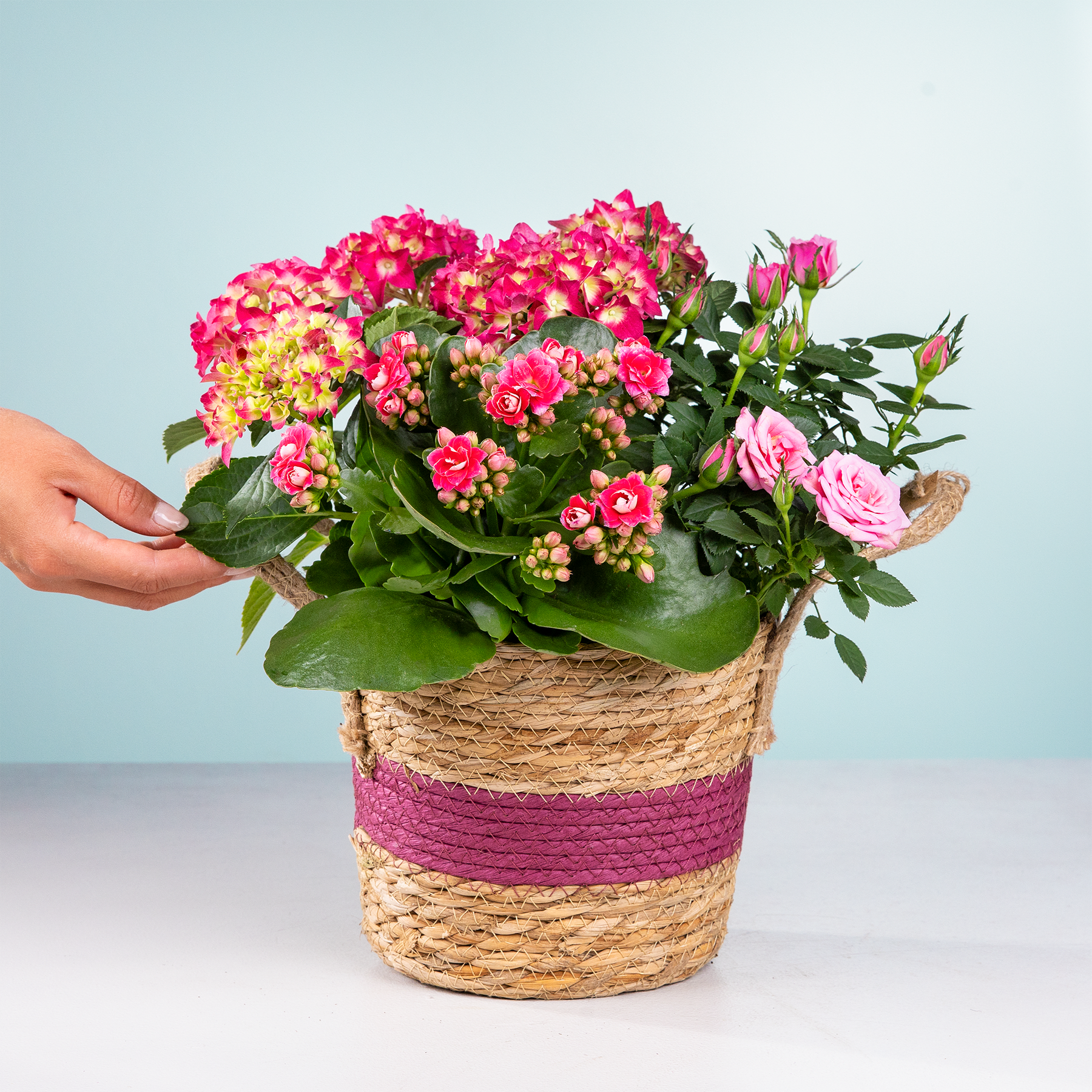 Ein leuchtender Strauß rosa und gelber Blumen in einem geflochtenen Korb auf hellblauem Hintergrund.