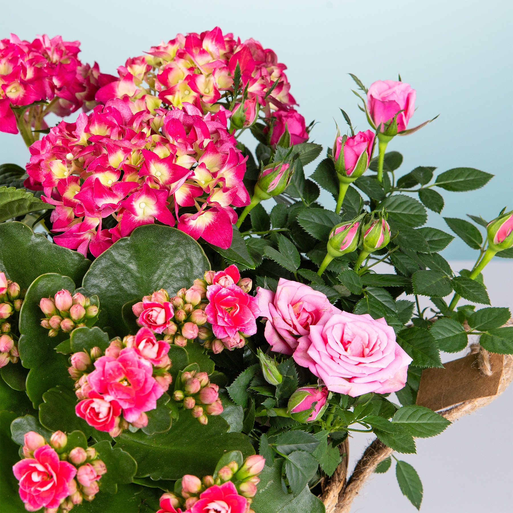 Ein leuchtender Strauß rosa und roter Blumen, darunter Rosen und Hortensien, vor einem hellblauen Hintergrund.