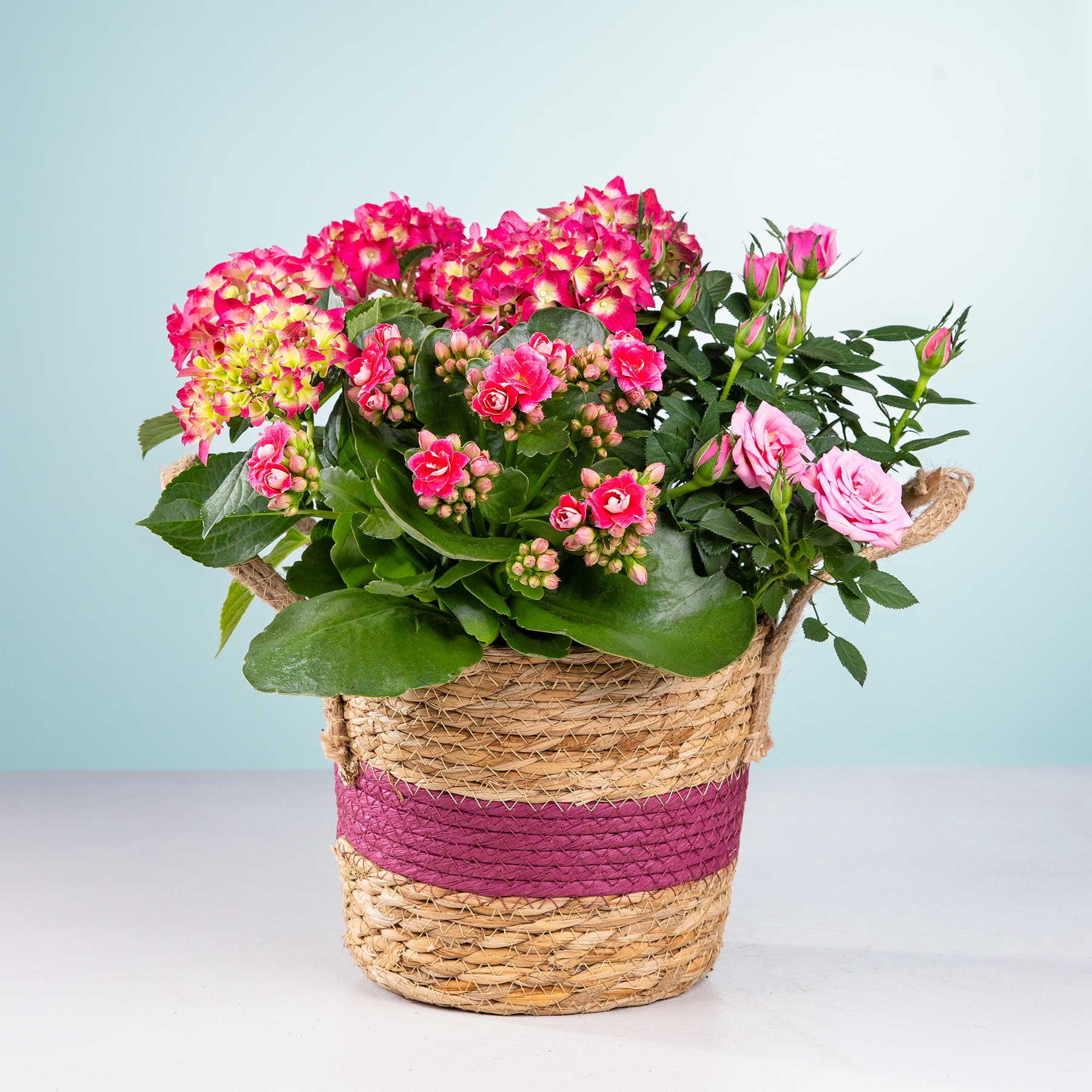 Ein farbenfroher Strauß rosa und roter Blumen, darunter Hortensien und Rosen, liegt in einem geflochtenen Korb mit violettem Akzent vor einem hellblauen Hintergrund.