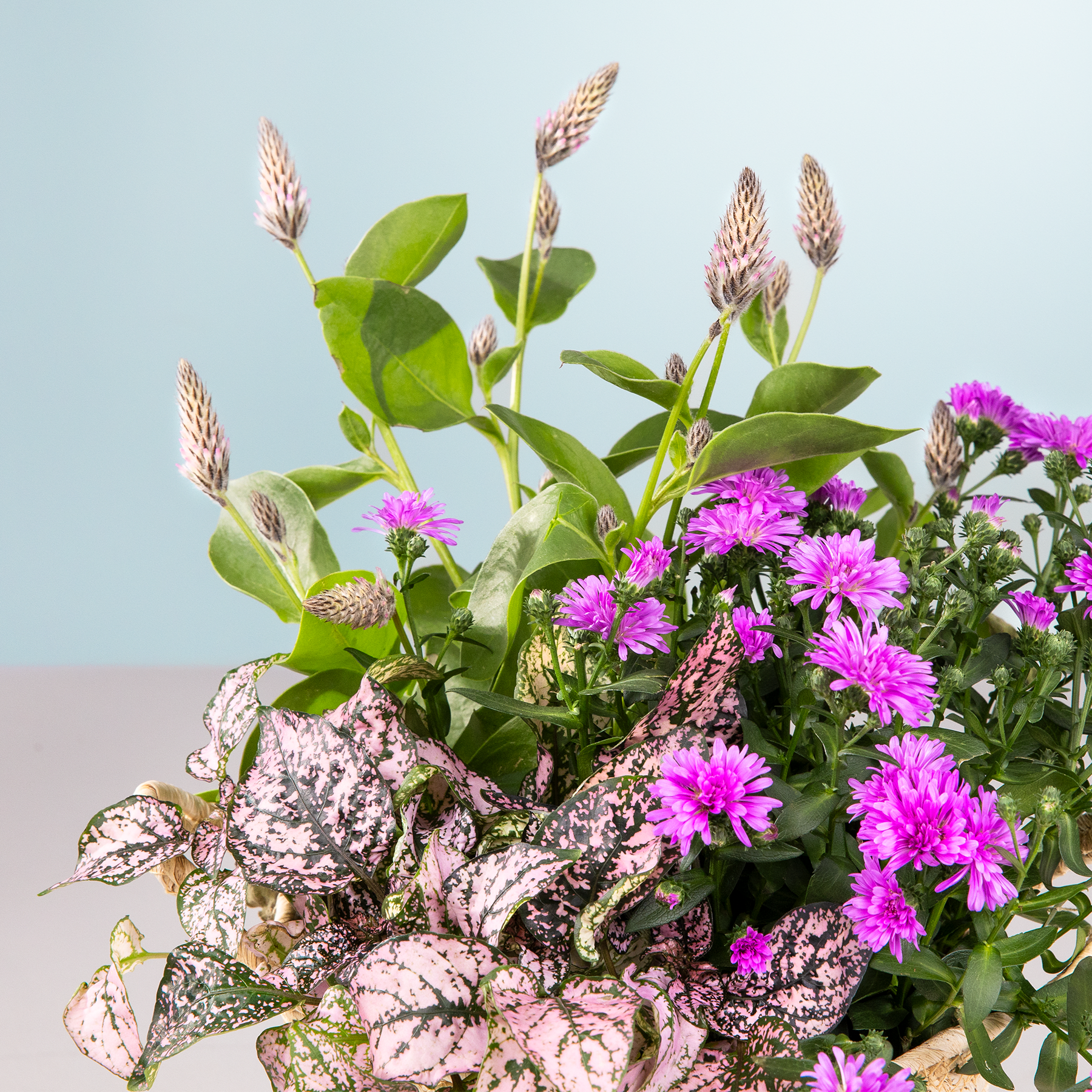 Ein lebendiger Strauß rosa Chrysanthemenblüten, umgeben von üppigem grünem Laub vor einem schlichten hellblauen Hintergrund.