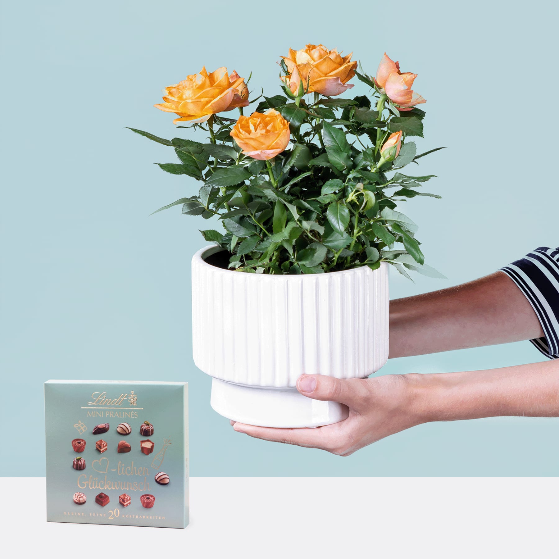 Das Bild zeigt die Hände einer Person, die vor einem hellblauen Hintergrund einen weißen Keramiktopf mit leuchtend orangefarbenen Rosen hält, im Vordergrund ist eine kleine Geschenkbox zu sehen.