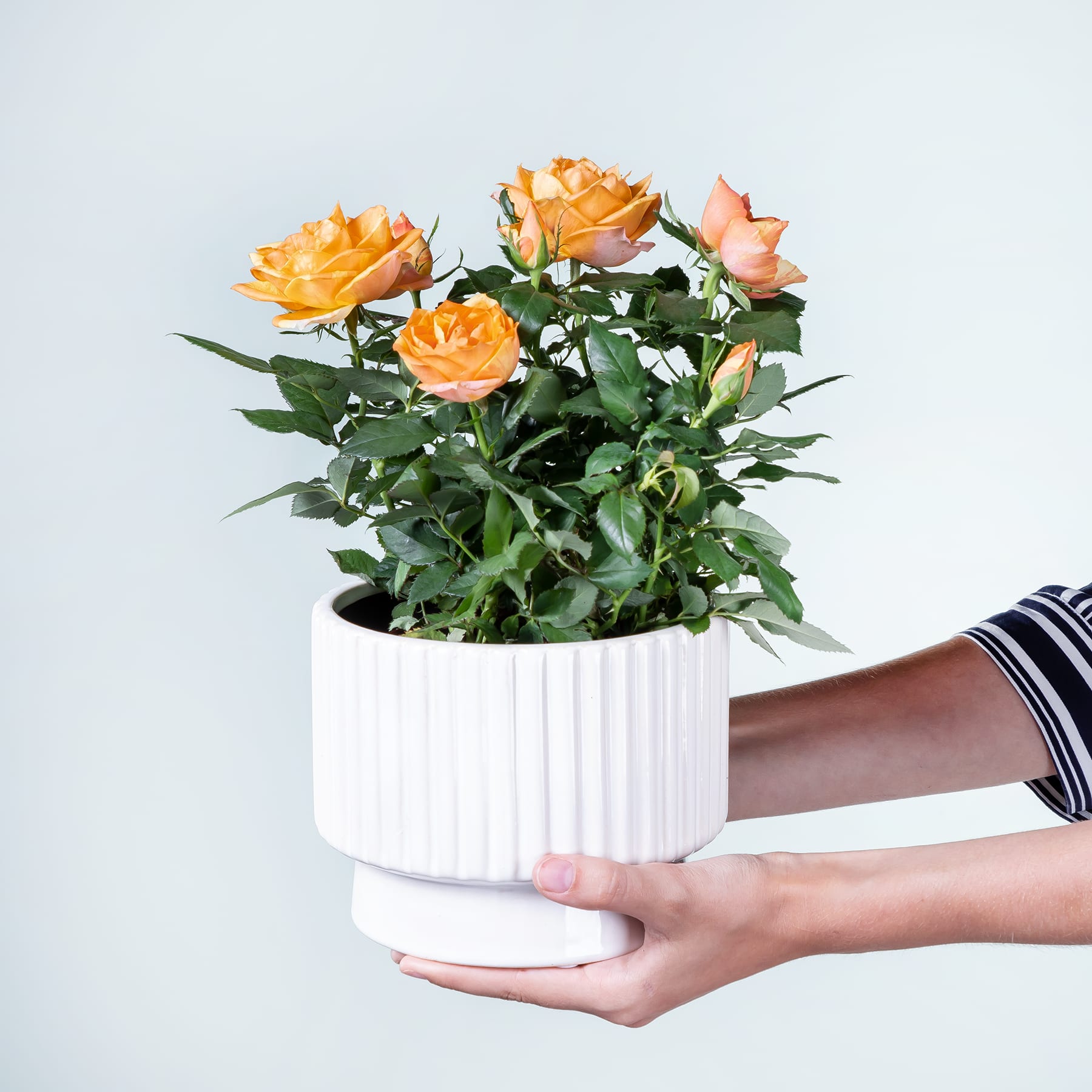 Die Hände einer Person halten eine Topfpflanze mit leuchtend orangefarbenen Rosen vor einem schlichten weißen Hintergrund.