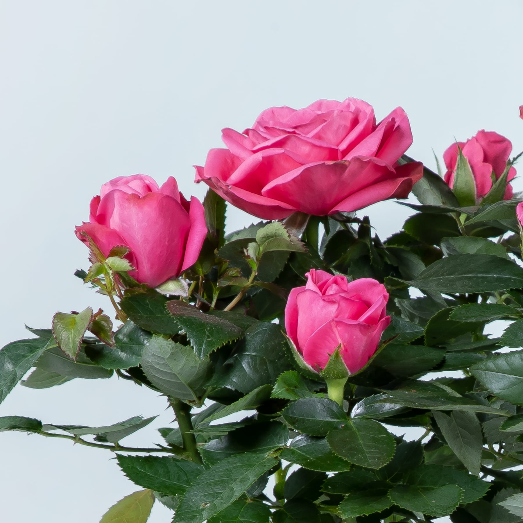 Leuchtend rosa Rosen mit üppigem grünem Laub heben sich von einem hellblauen Hintergrund ab.