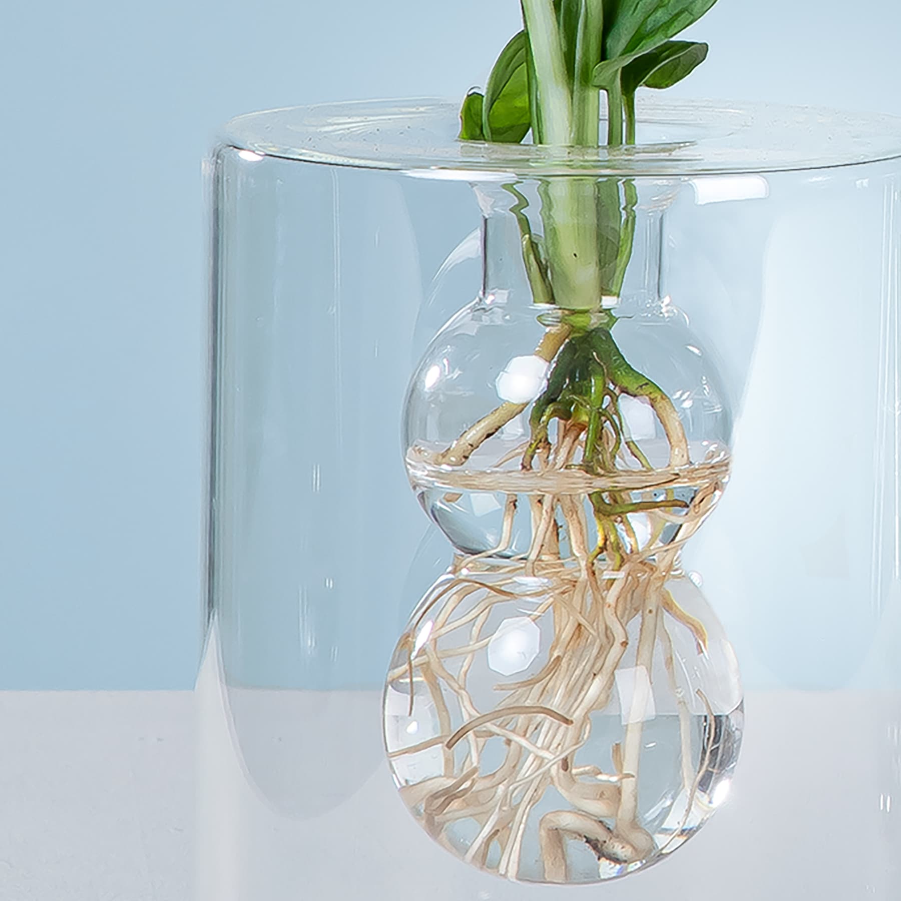 In einem Glasbehälter befindet sich eine Pflanze mit grünen Blättern, deren Wurzeln sichtbar sind und in klarem Wasser schweben.