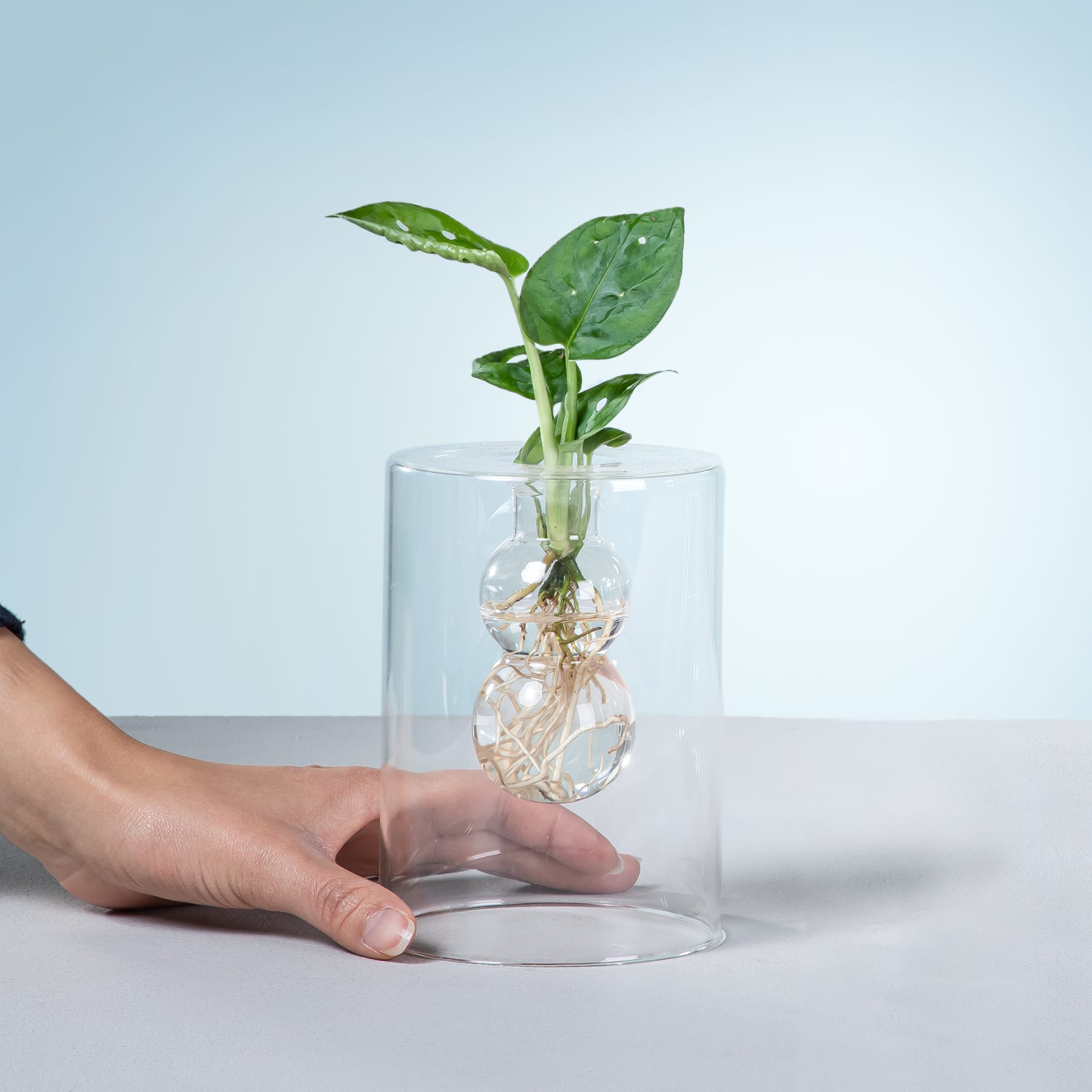 In einem Glasbehälter befindet sich eine kleine Pflanze mit grünen Blättern, deren Wurzeln durch das transparente Glas vor einem schlichten hellen Hintergrund sichtbar sind.