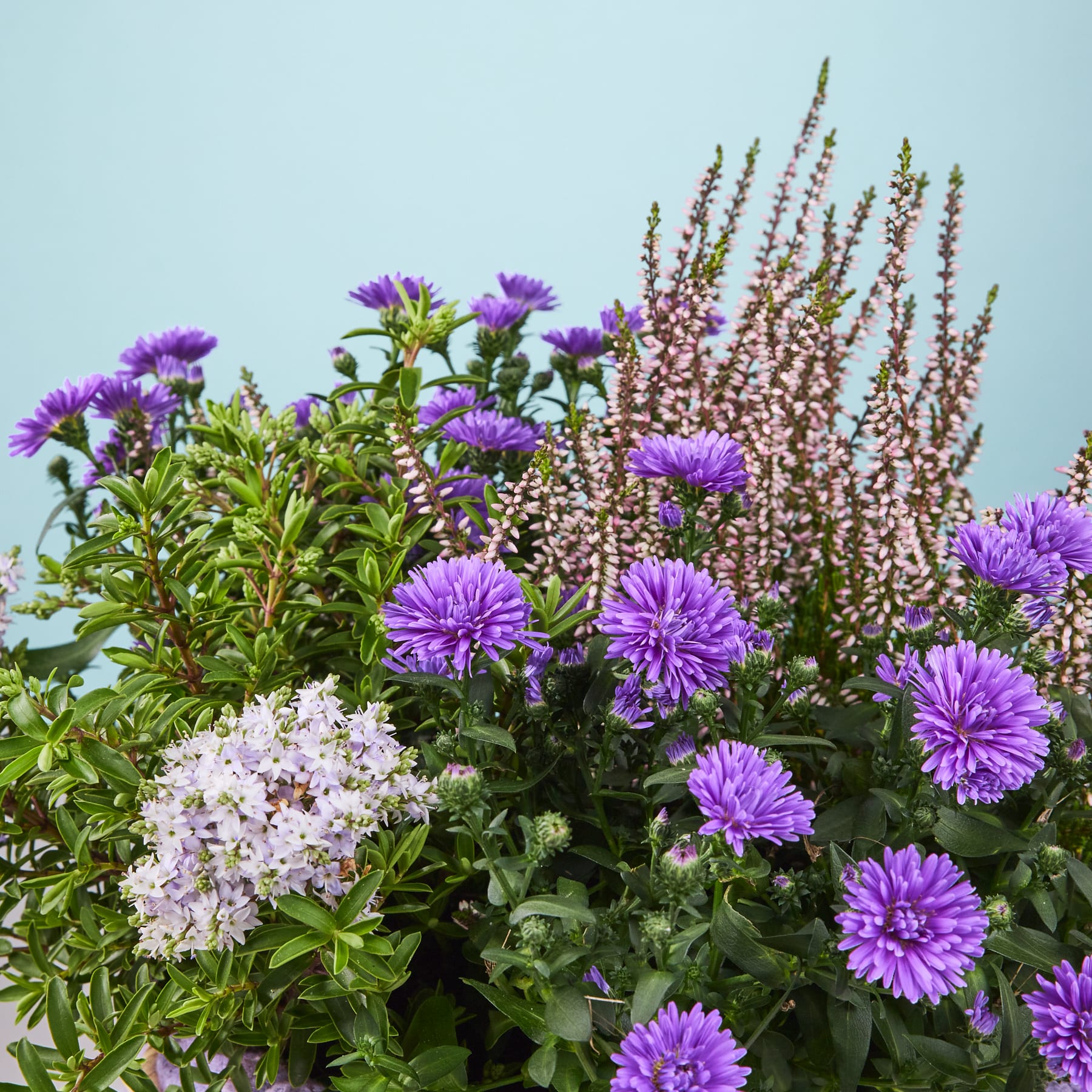 Eine leuchtende Pracht aus violetten und weißen Blumen, mit üppigem Grün im Vordergrund und einem hellblauen Himmel im Hintergrund.