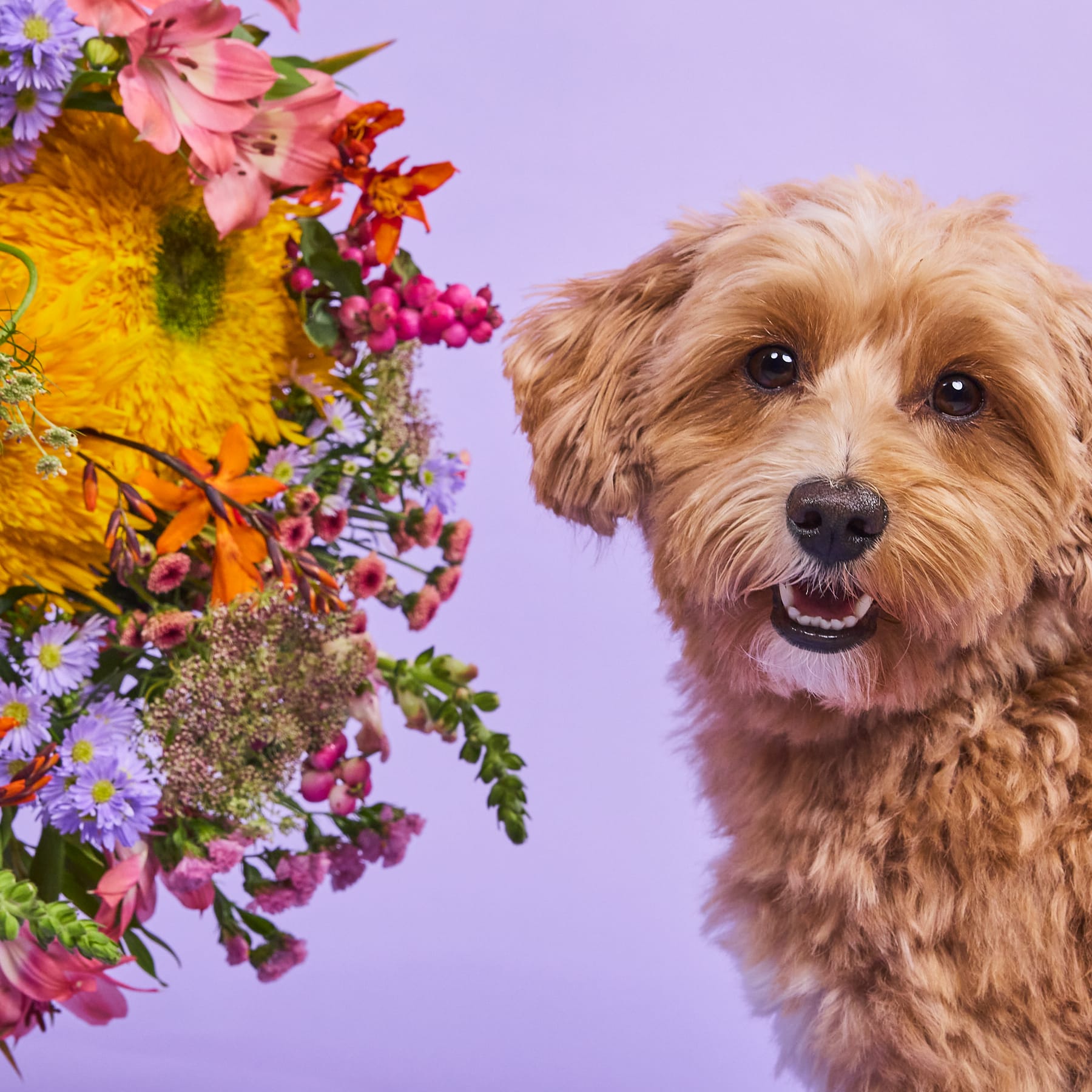 Ein fröhlicher, flauschiger Hund mit einem warmen, freundlichen Ausdruck ist von einer lebhaften Reihe bunter Blumen vor einem sanften violetten Hintergrund umgeben.