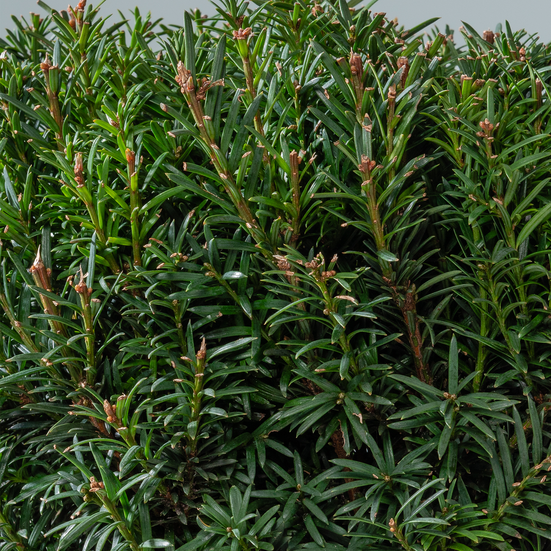 Dichtes, üppiges grünes Laub, das wie ein Strauch oder Busch aussieht, mit kleinen rotbraunen Knospen oder Blüten, die zwischen den Blättern hervortreten.