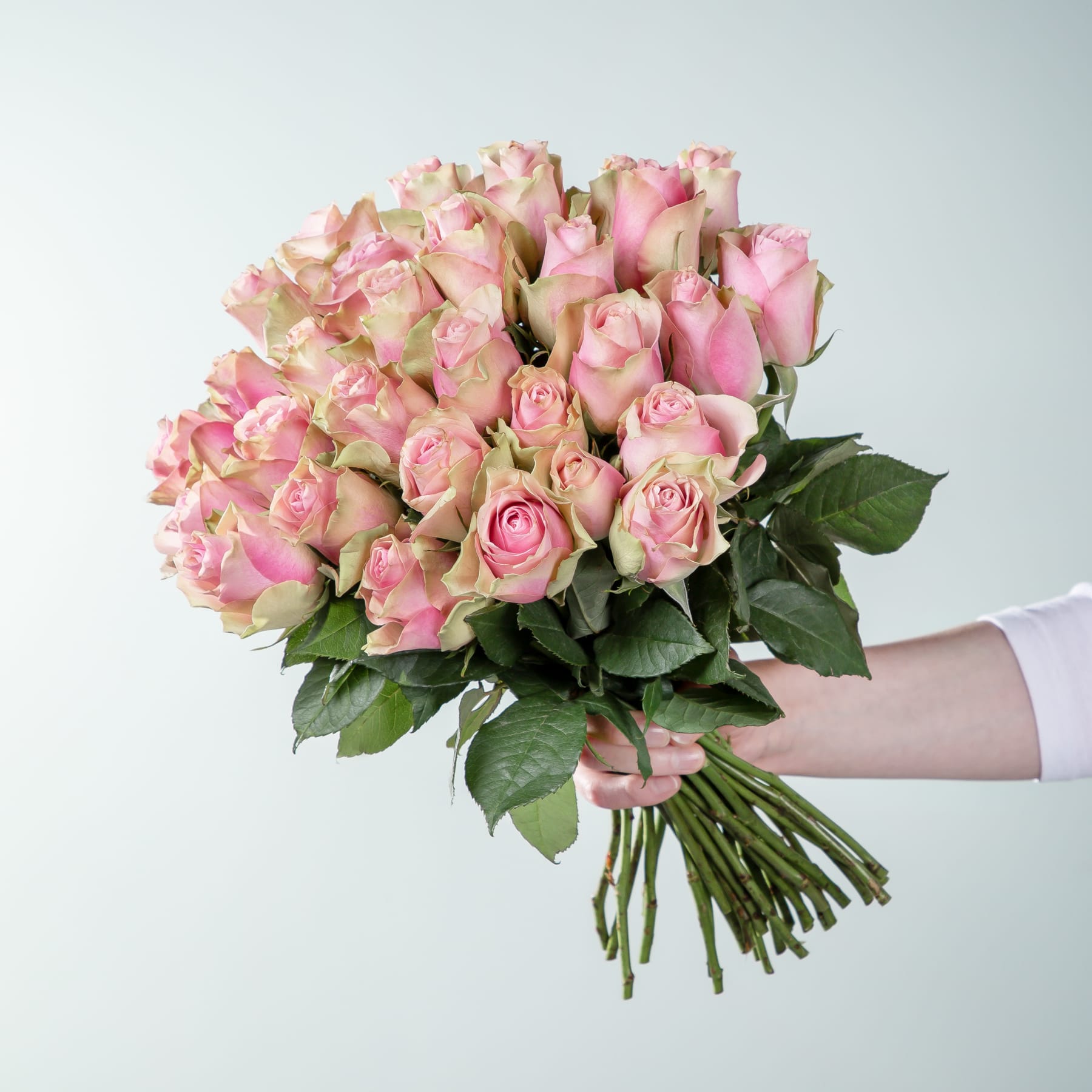 Ein Strauß wunderschöner rosa Rosen, den eine Person vor einem schlichten weißen Hintergrund in den Händen hält.