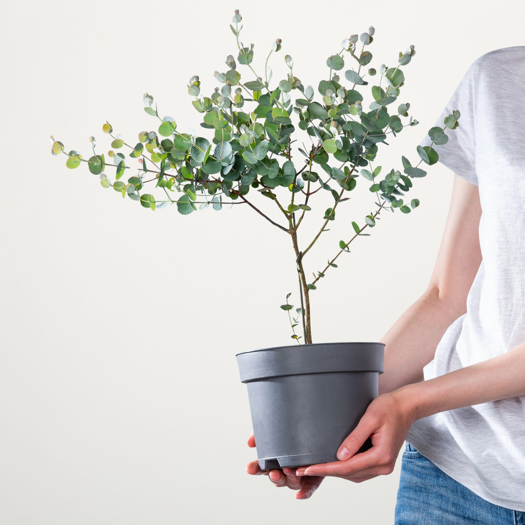 Vor einem schlichten weißen Hintergrund wird ein kleiner Topfbaum mit üppigen grünen Blättern in den Händen einer Person gehalten.