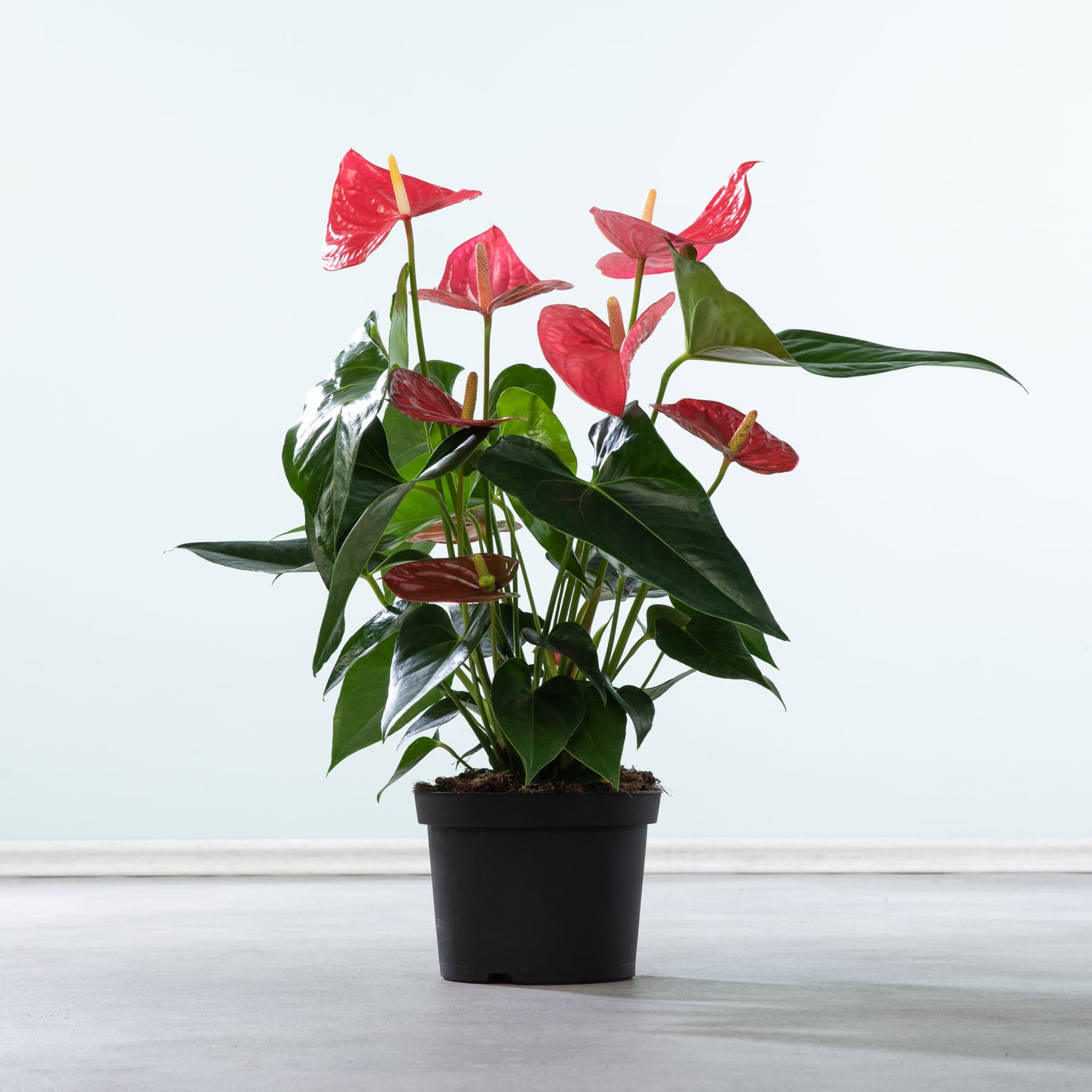 Eine Topfpflanze mit leuchtend roten und grünen Anthurienblüten steht auf einem schlichten weißen Hintergrund.