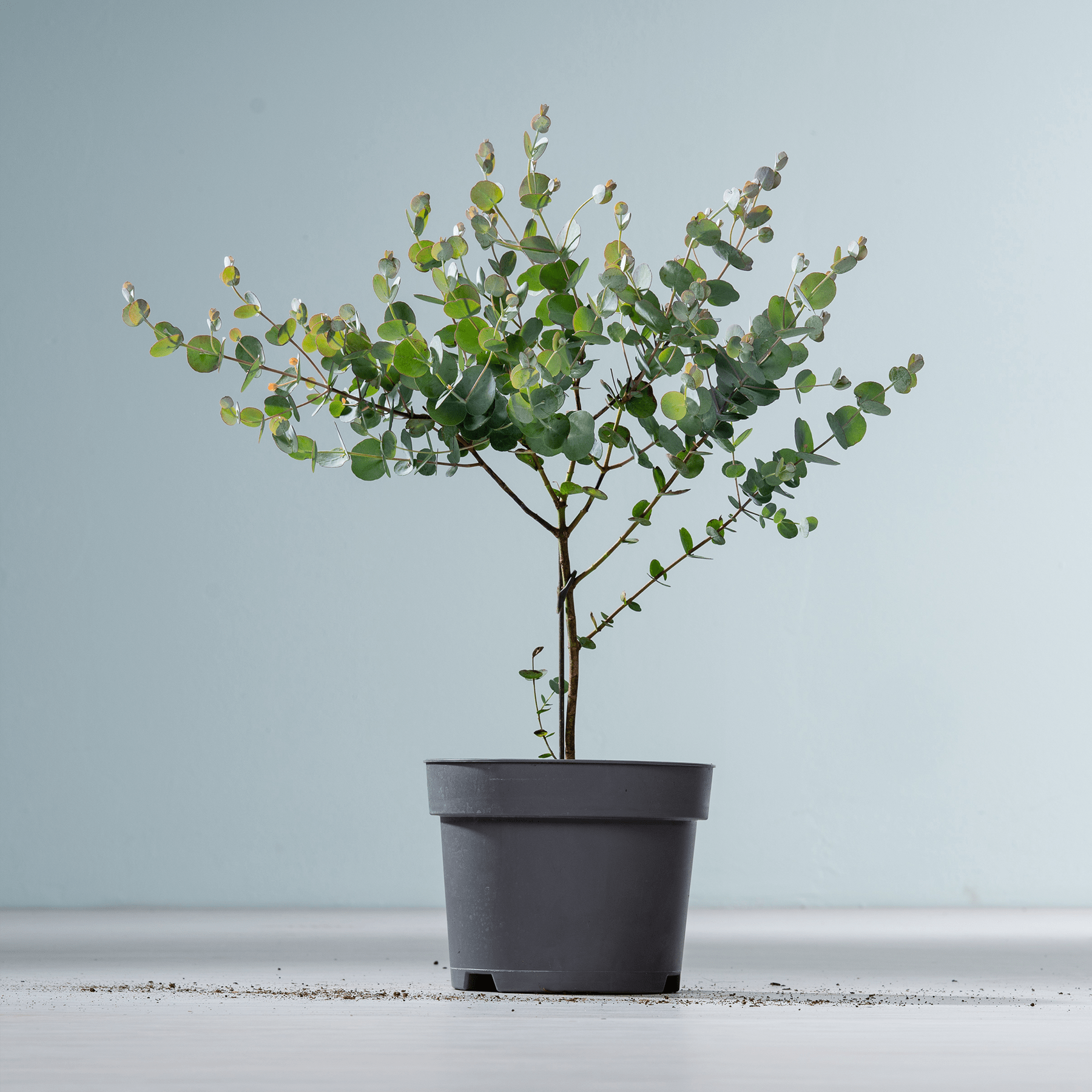 Ein kleiner Topfbaum mit üppigen grünen Blättern steht auf einer schlichten weißen Fläche vor einem hellblauen Hintergrund.