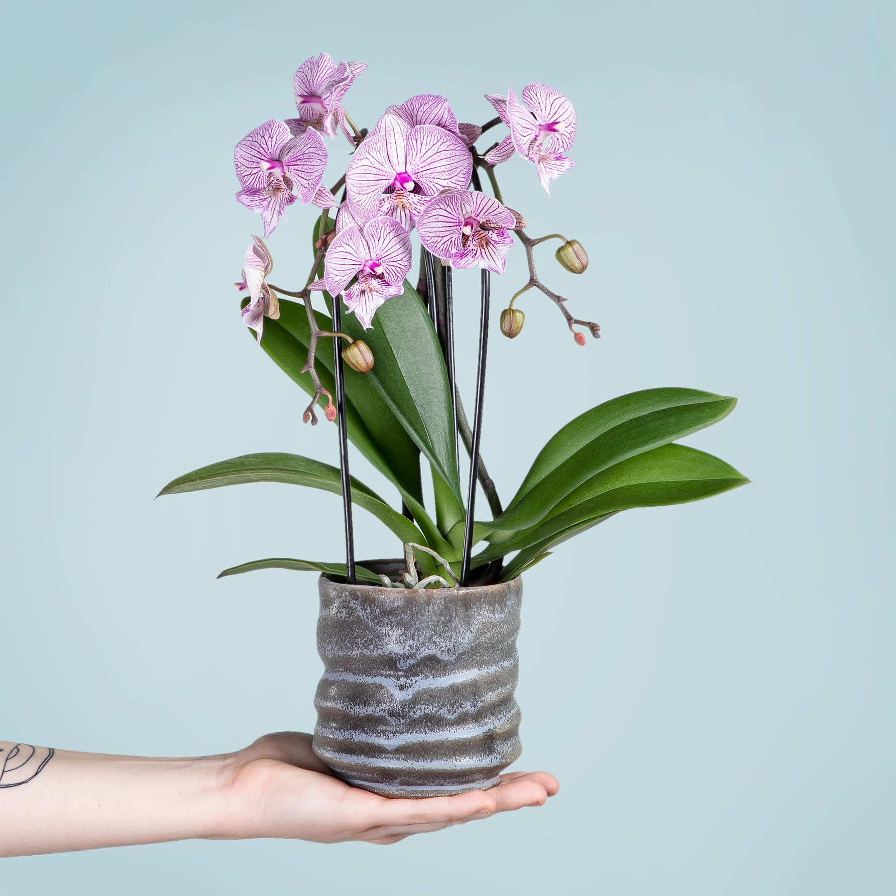 Eine Hand hält eine Orchidee im Topf mit leuchtend rosa Blüten vor einem hellblauen Hintergrund.