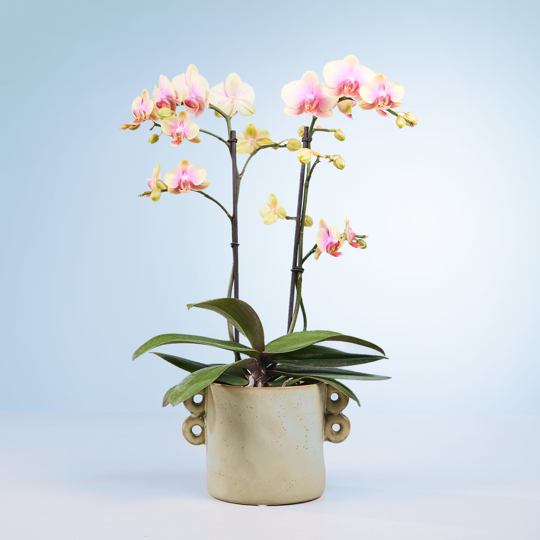Eine Orchideenpflanze im Topf mit zarten rosa und weißen Blüten steht vor einem schlichten blauen Hintergrund.