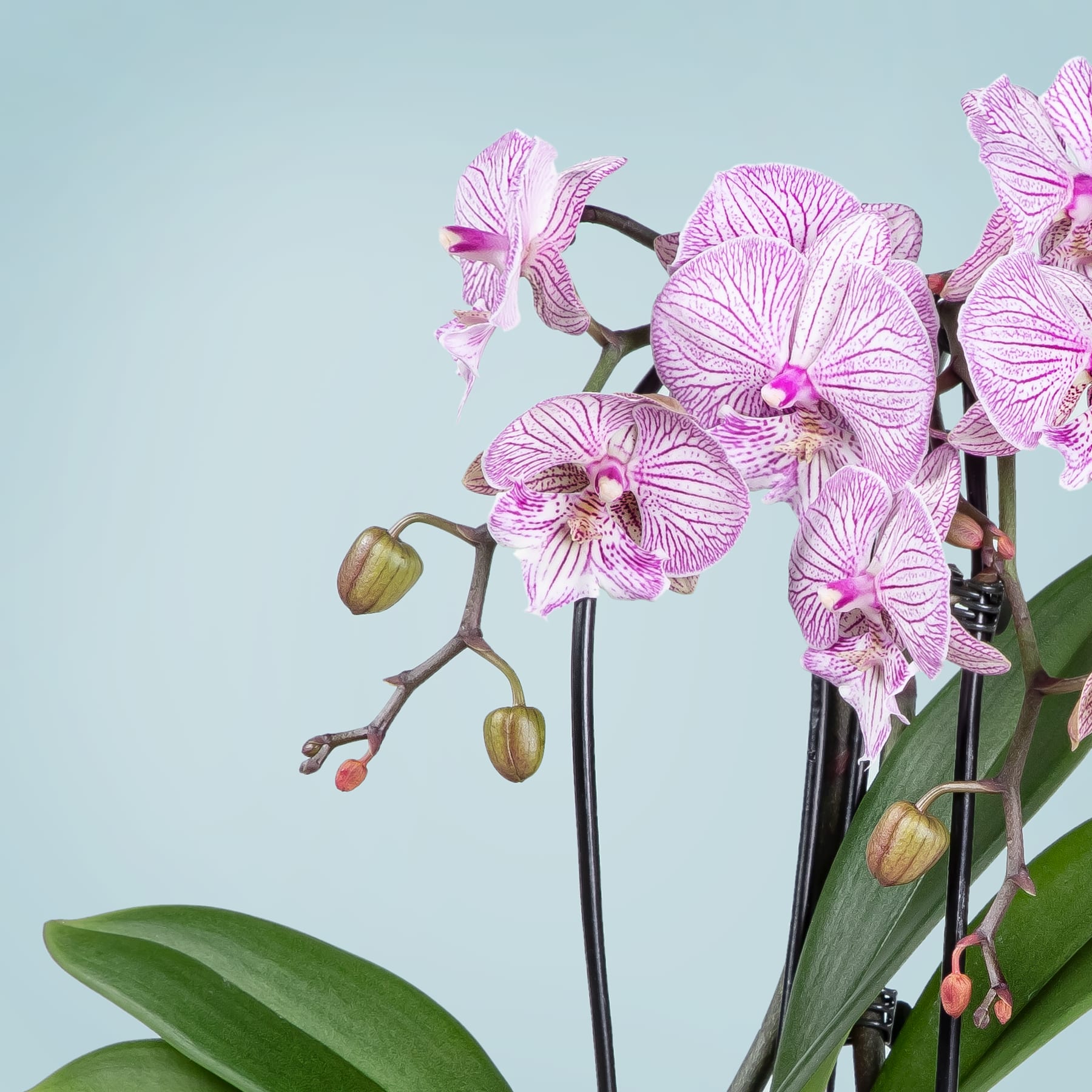 Leuchtend rosa Orchideenblüten mit zarten Blütenblättern und Knospen vor einem sanften blauen Hintergrund.