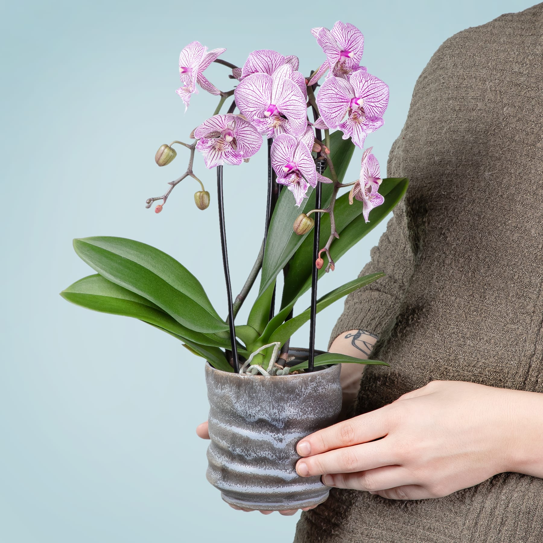 Im Vordergrund steht eine Orchidee im Topf mit leuchtend rosa Blüten vor einem schlichten blaugrünen Hintergrund.