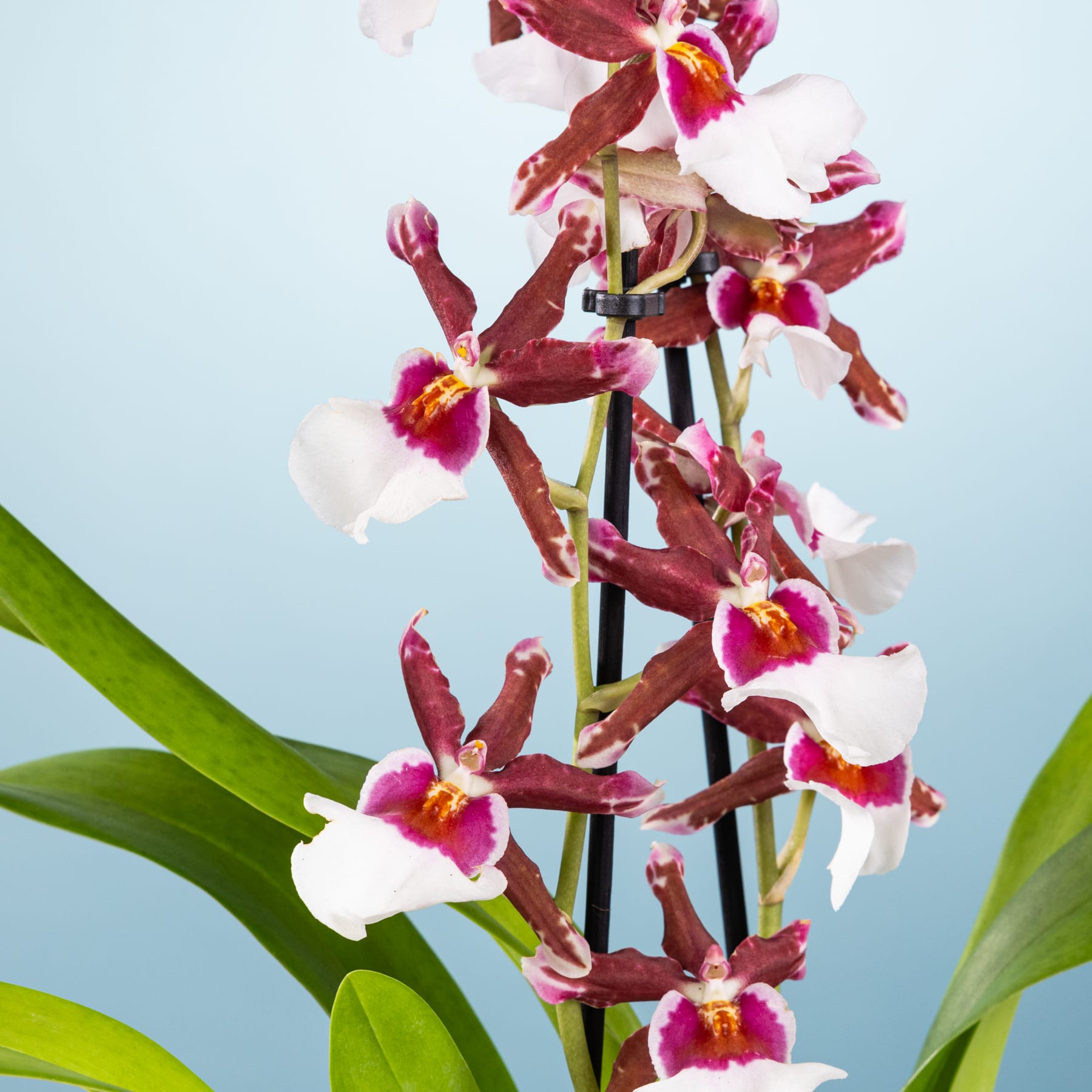 Leuchtend rote und weiße Orchideenblüten blühen auf einem üppigen grünen Stiel vor einem hellblauen Hintergrund.