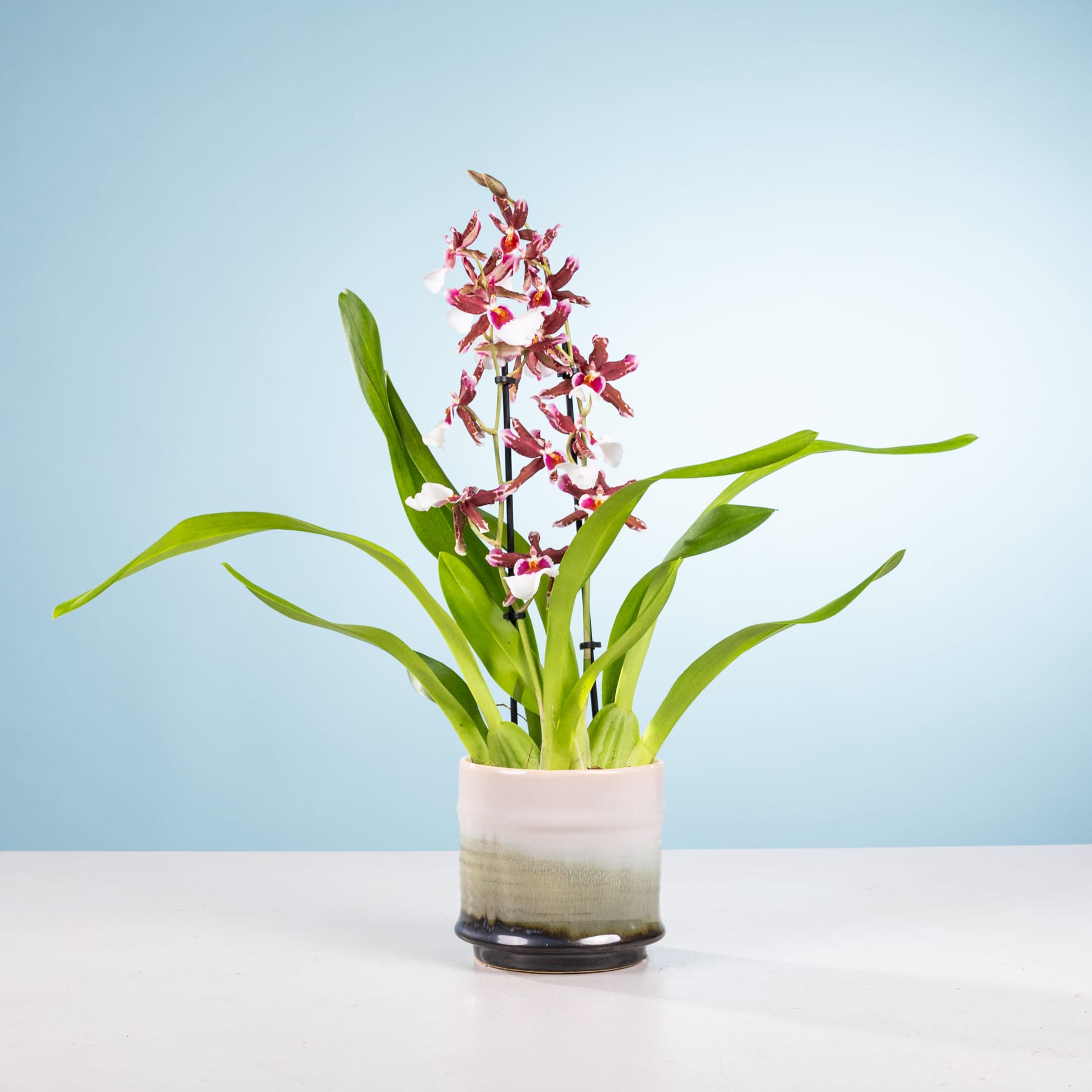 Eine Orchidee im Topf mit leuchtend roten und weißen Blüten steht vor einem schlichten blauen Hintergrund, ihre üppigen grünen Blätter verleihen der Komposition eine natürliche Note.