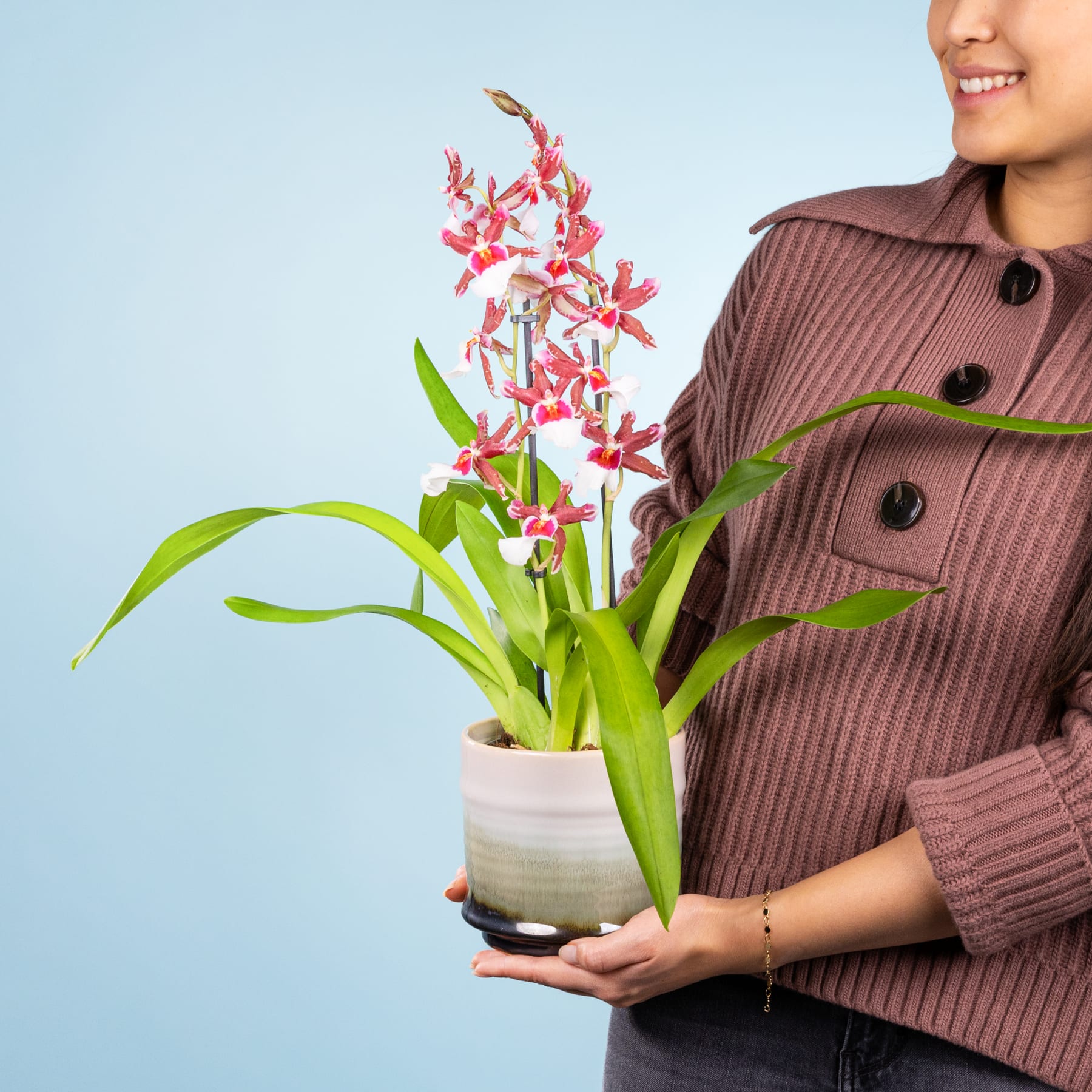 Eine lächelnde Frau in einem burgunderfarbenen Pullover hält eine Orchidee im Topf mit leuchtend roten und weißen Blüten vor einem hellblauen Hintergrund.
