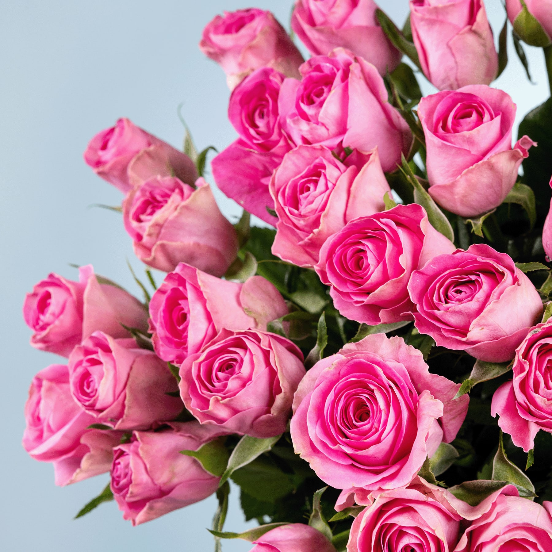 Ein lebendiger Strauß üppiger rosa Rosen vor einem sanften blaugrauen Hintergrund.