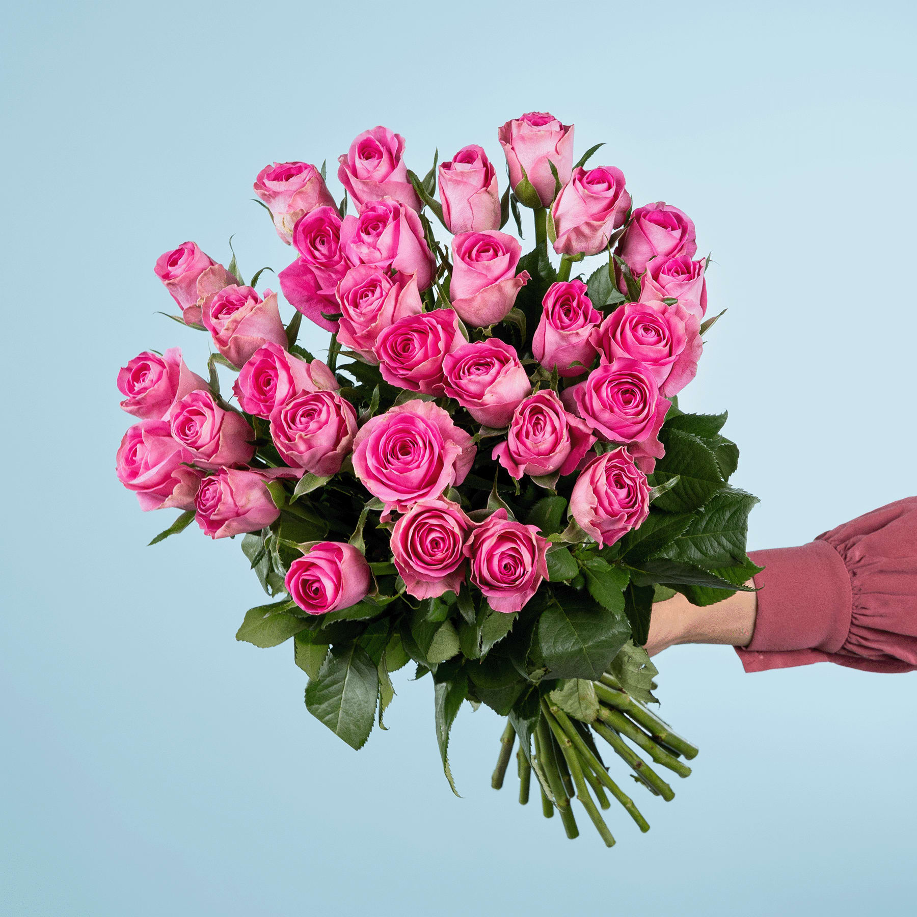 Ein großer Strauß leuchtend rosa Rosen, den eine Person vor einem schlichten blauen Hintergrund in den Händen hält.