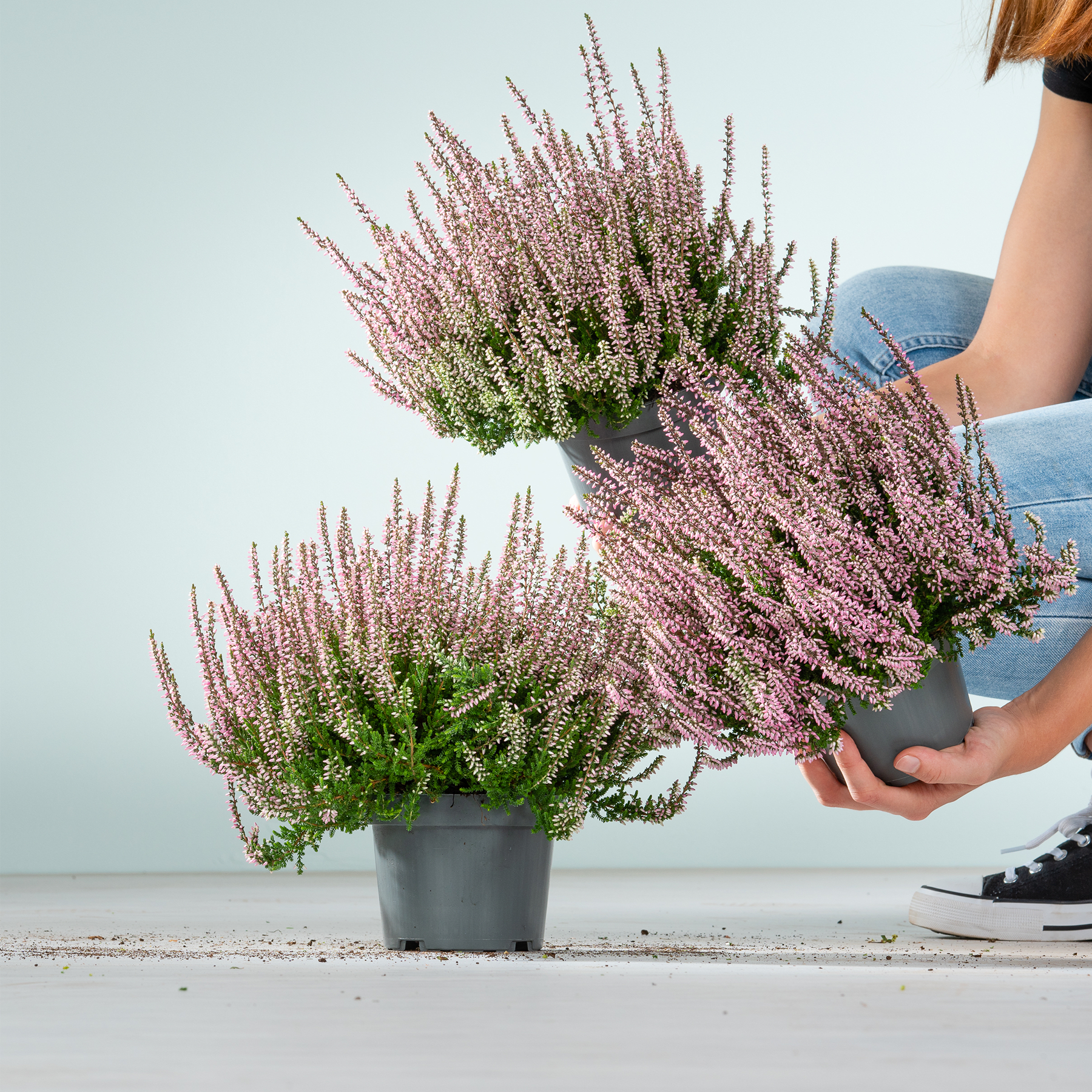 Das Bild zeigt einen Strauß leuchtend rosa Heideblumen in einem Topf vor dem Hintergrund eines klaren blauen Himmels und einer fernen Landschaft.