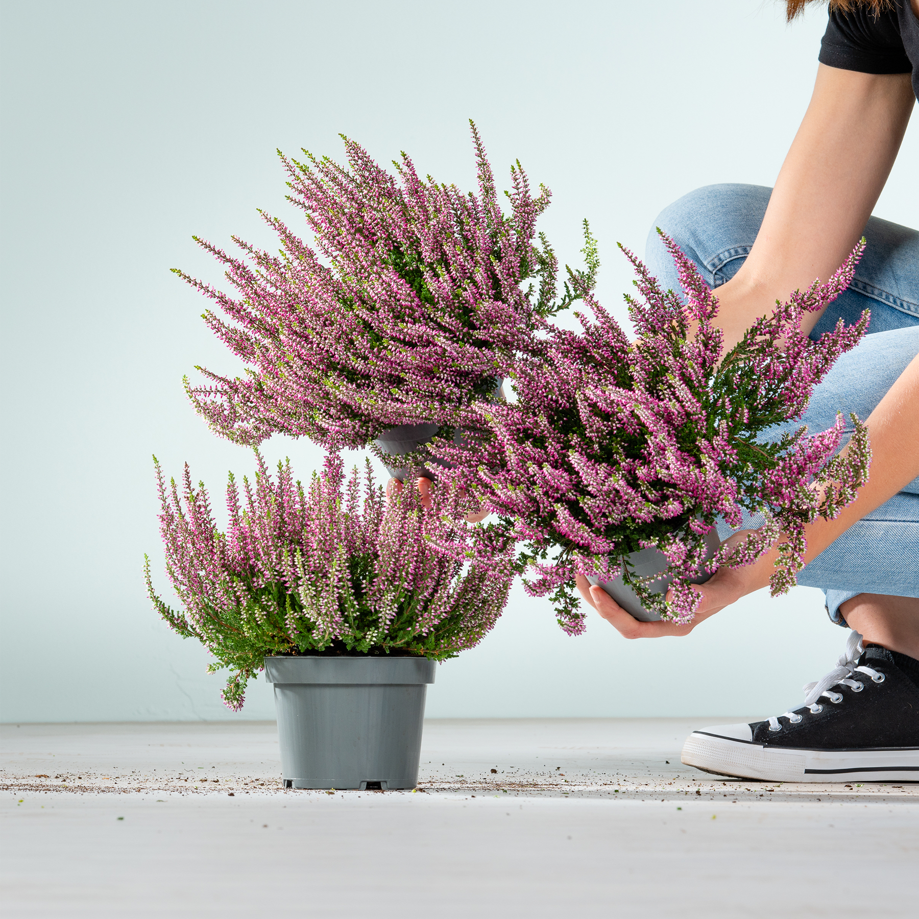 Das Bild zeigt einen großen Strauß leuchtend violetter Heideblumen in einem Topf. Im Vordergrund sind die Beine und Füße einer Person zu sehen, die schwarze Turnschuhe trägt.