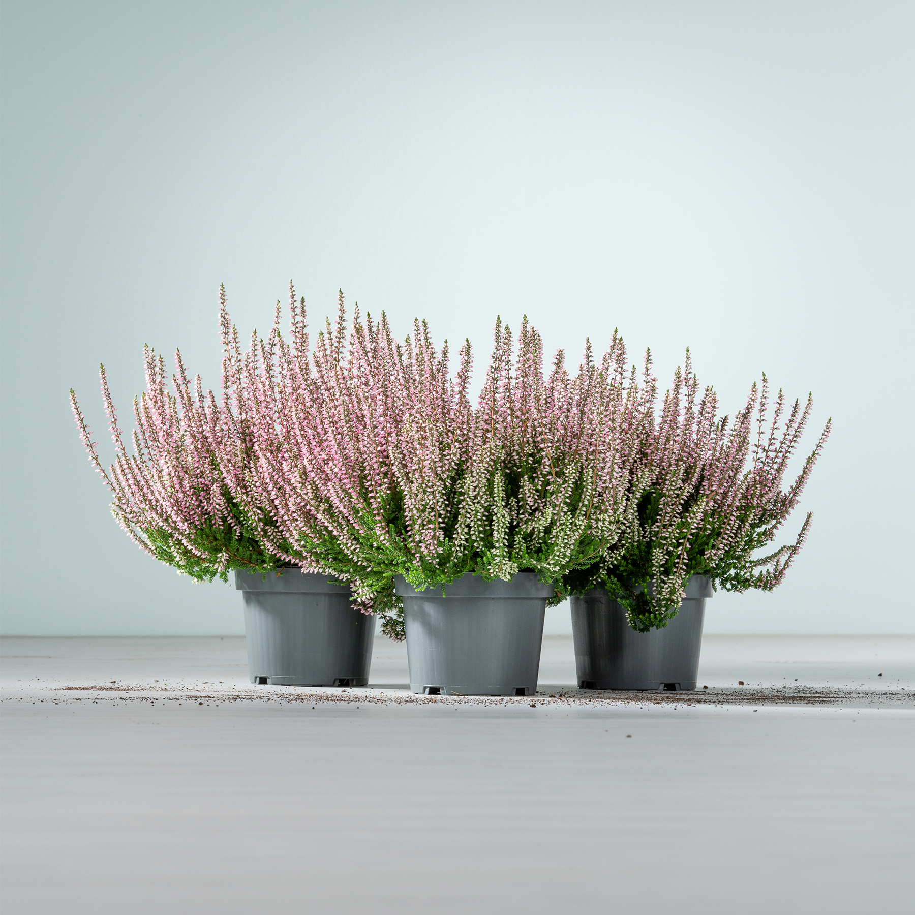 Das Bild zeigt mehrere Topfpflanzen mit leuchtend rosa Blüten vor einem schlichten, hellen Hintergrund.