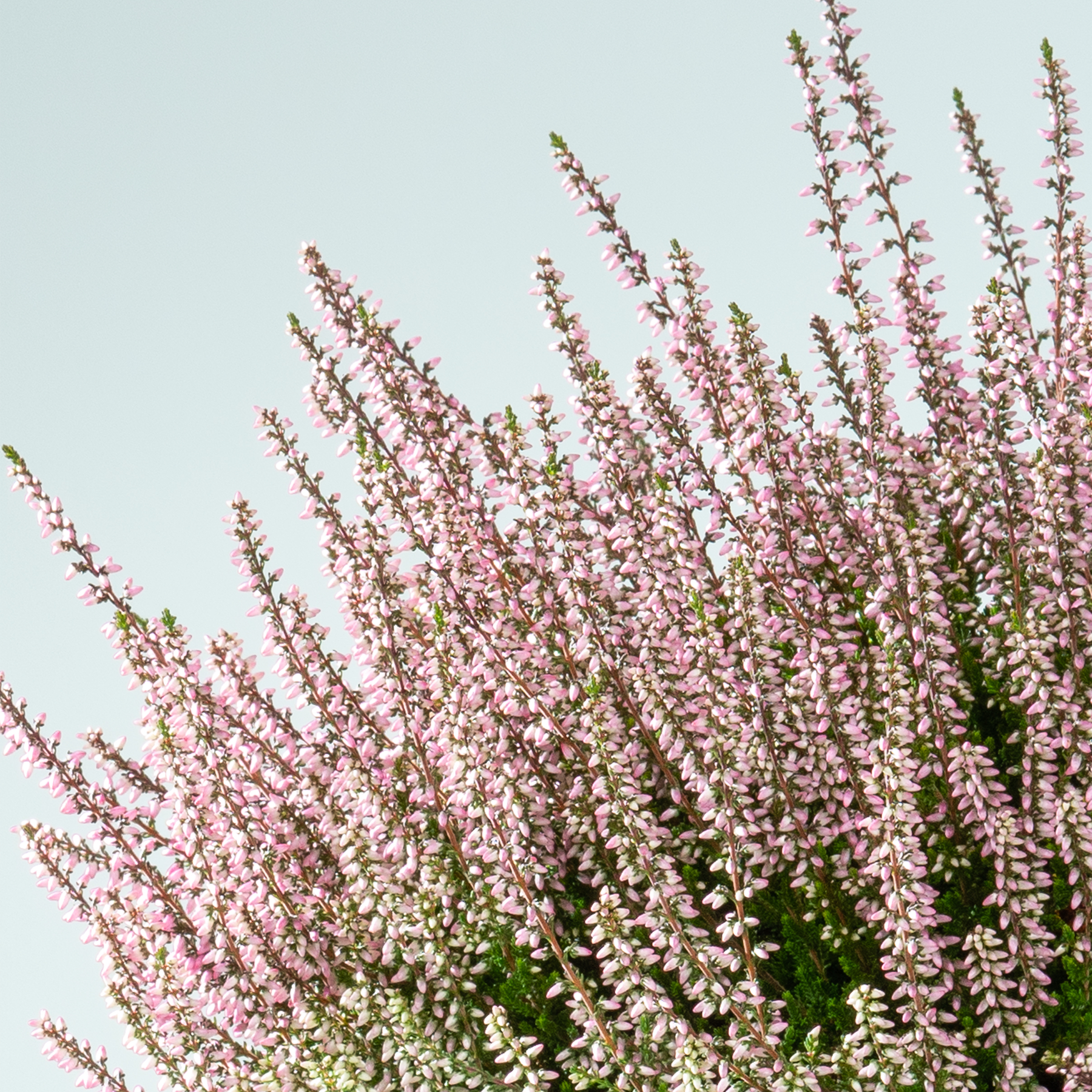 Leuchtend rosa und weiße Heideblüten blühen vor einem ruhigen blauen Himmel und schaffen eine bezaubernde Naturszene.