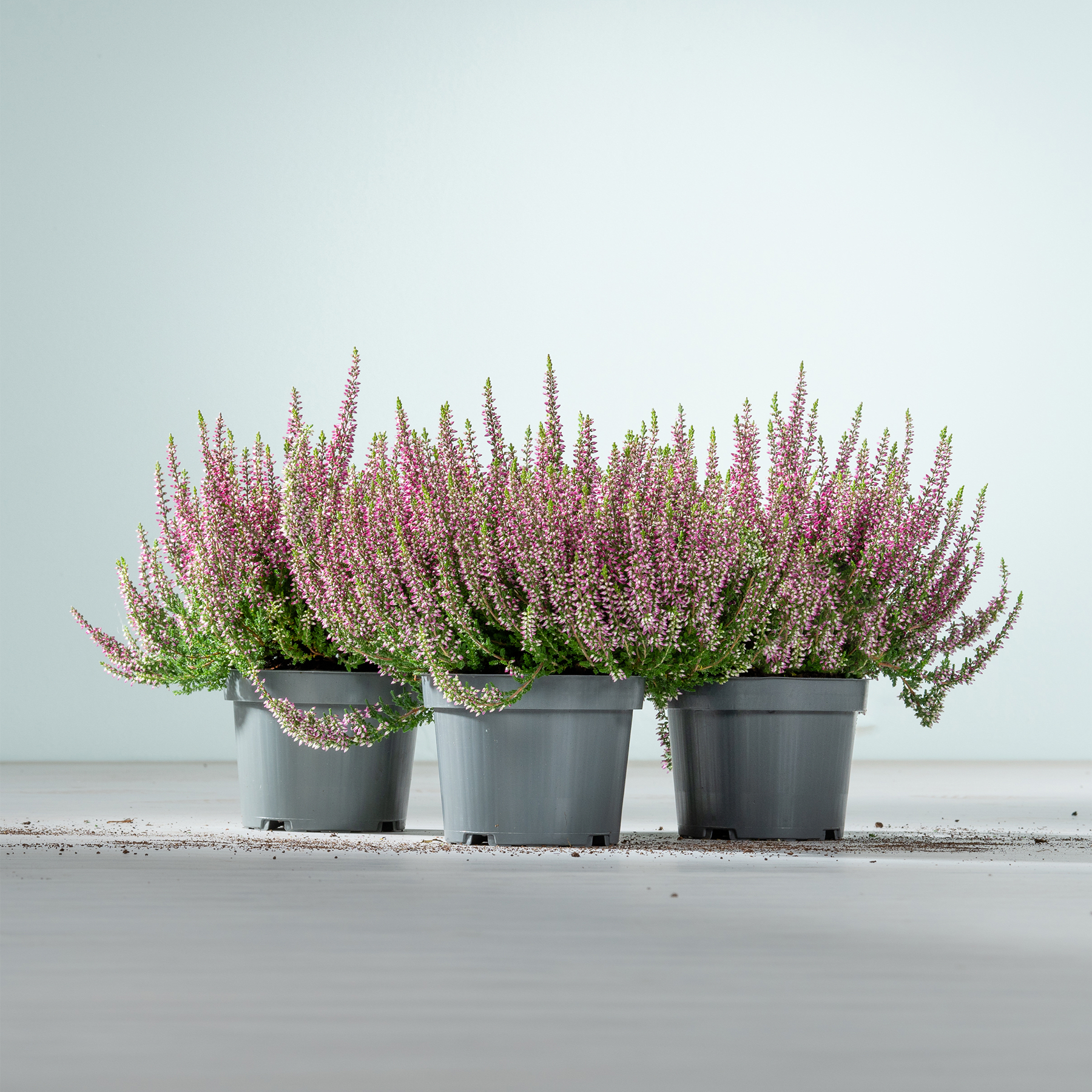 Das Bild zeigt mehrere Topfpflanzen mit leuchtend rosa und violetten Blüten, die in einer Reihe vor einem schlichten, hellen Hintergrund angeordnet sind.