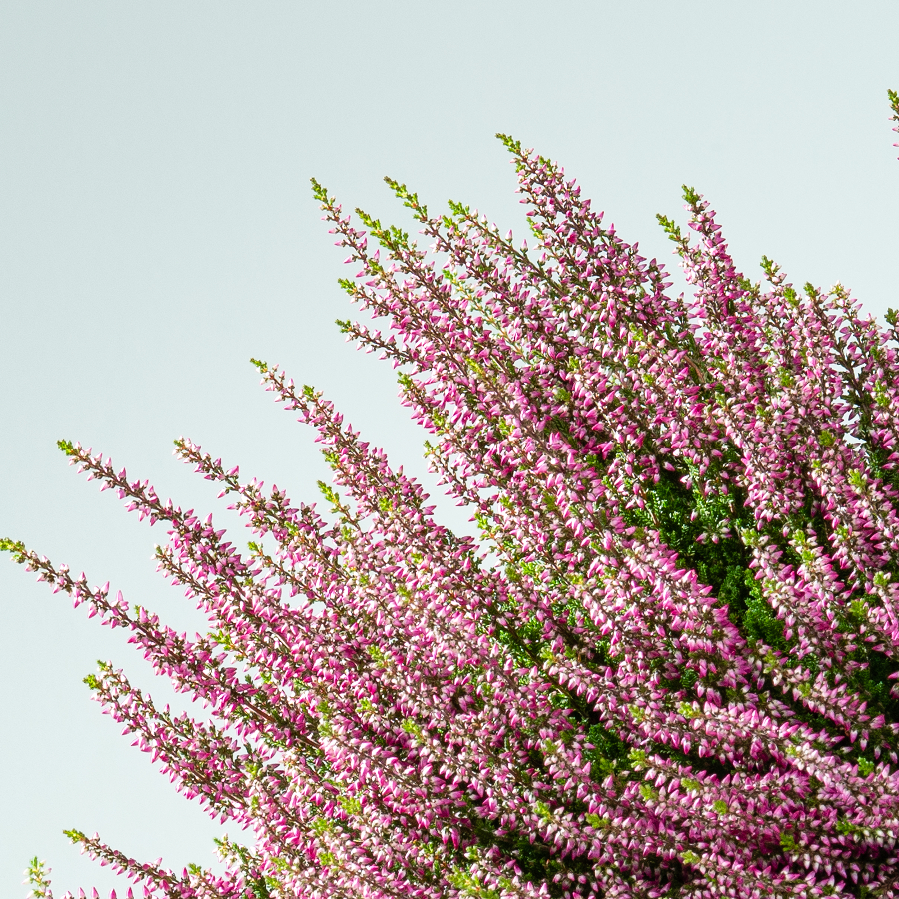 Leuchtend rosa Heideblüten im Vordergrund vor einem hellblauen Himmel im Hintergrund.