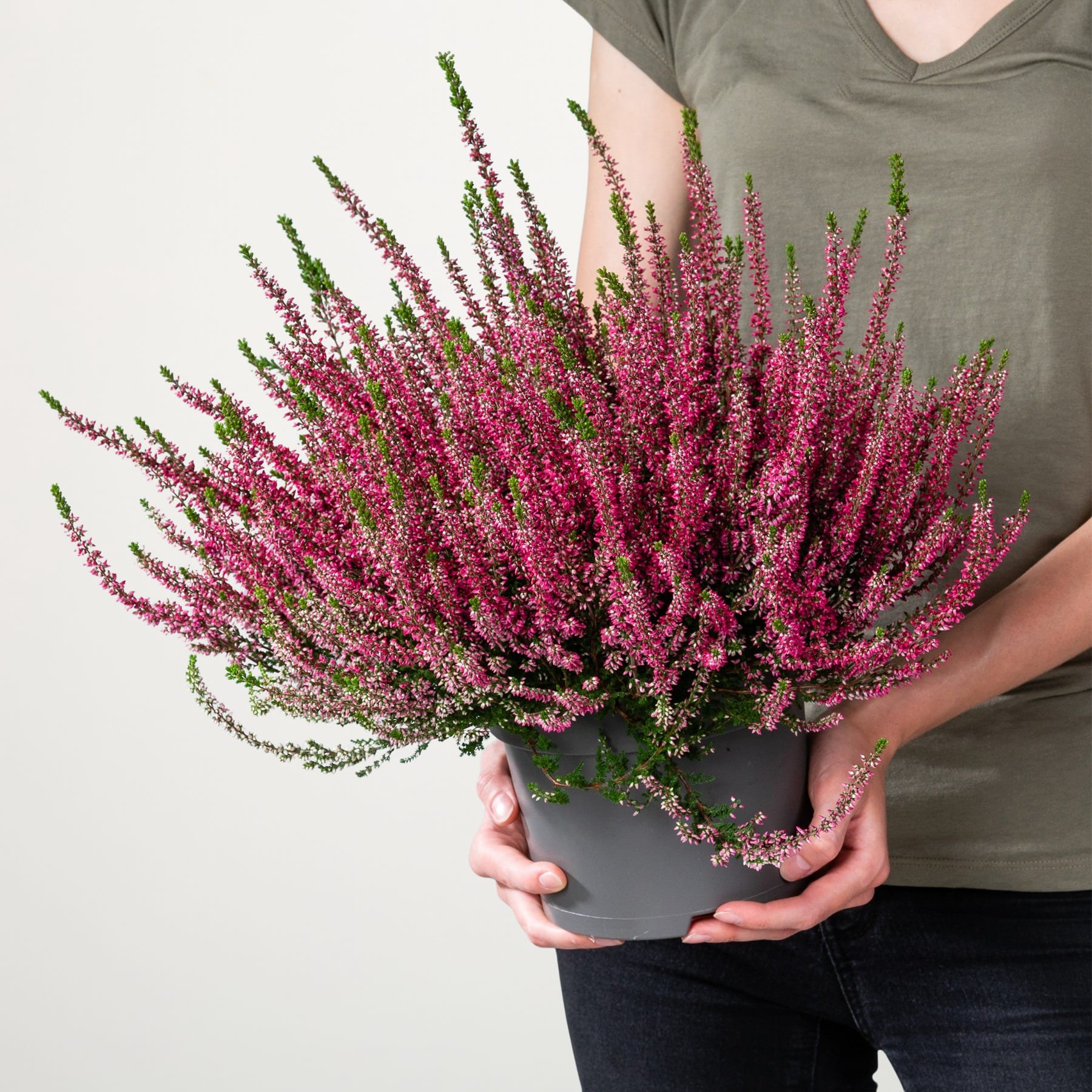 Ein leuchtender Strauß rosa Heideblumen, den eine Person vor einem schlichten Hintergrund in den Händen hält.