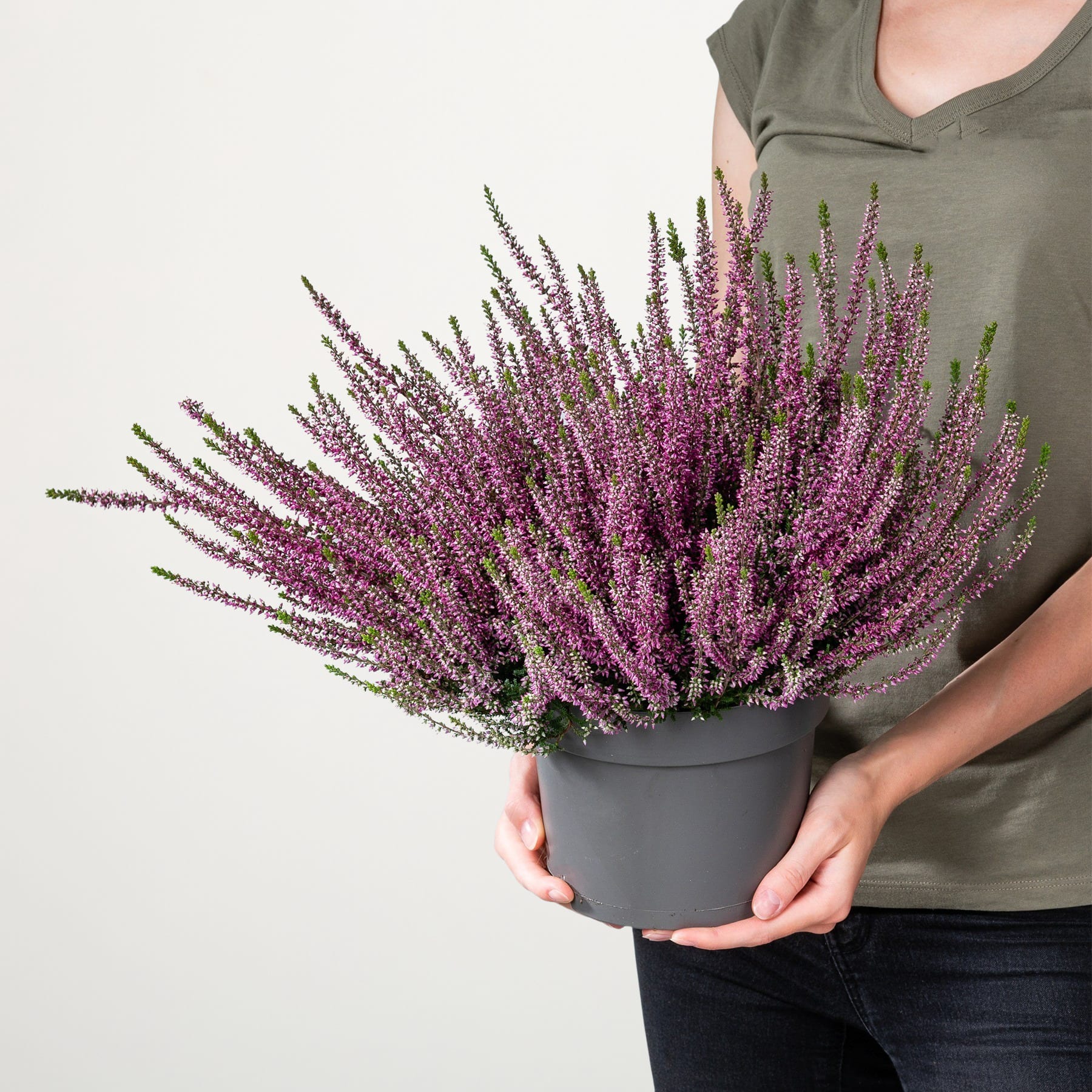 Eine Person hält eine große Topfpflanze mit leuchtend violetten Blüten vor einem schlichten weißen Hintergrund.