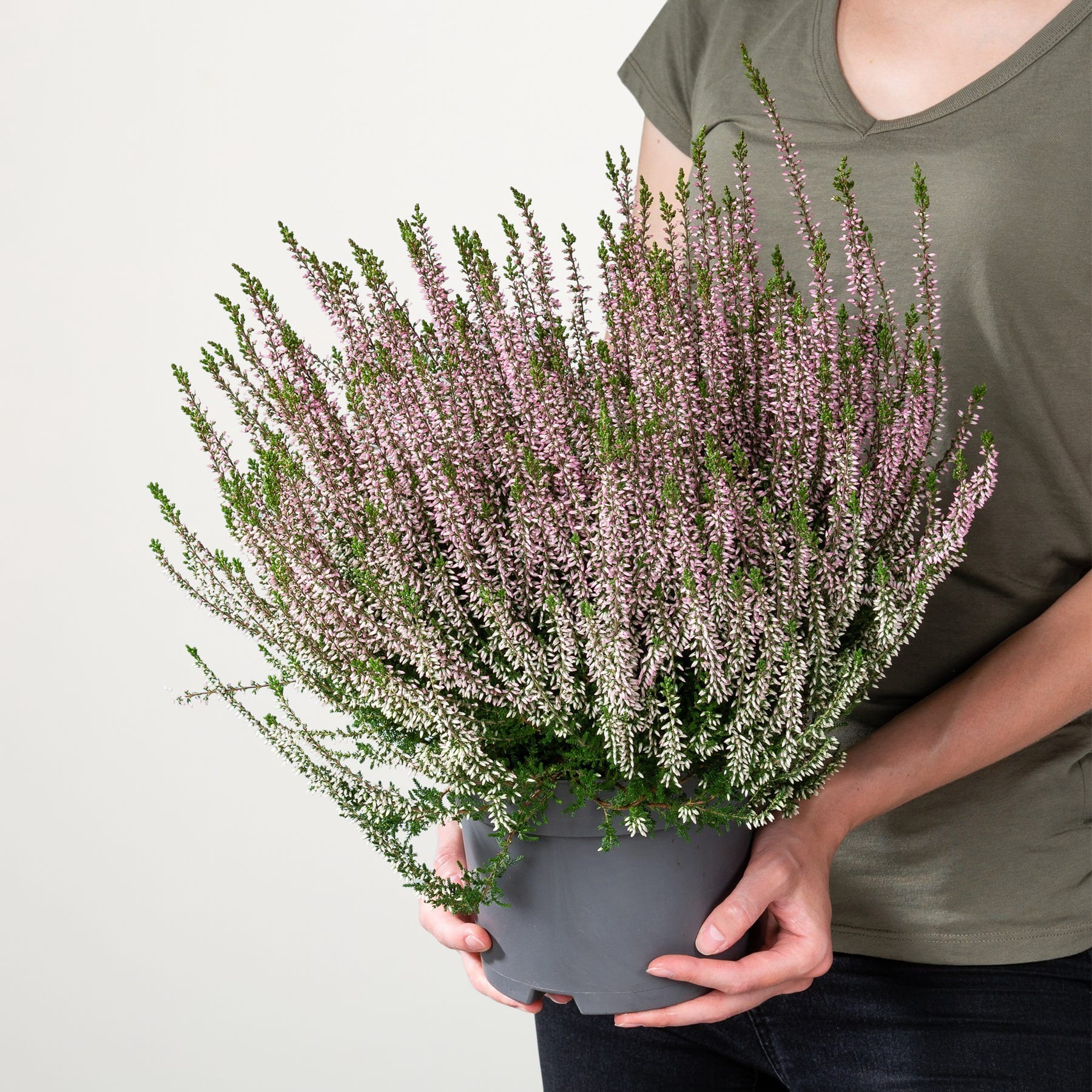 Die Hände einer Person halten eine Topfpflanze mit leuchtend violetten Heideblüten vor einem schlichten weißen Hintergrund.
