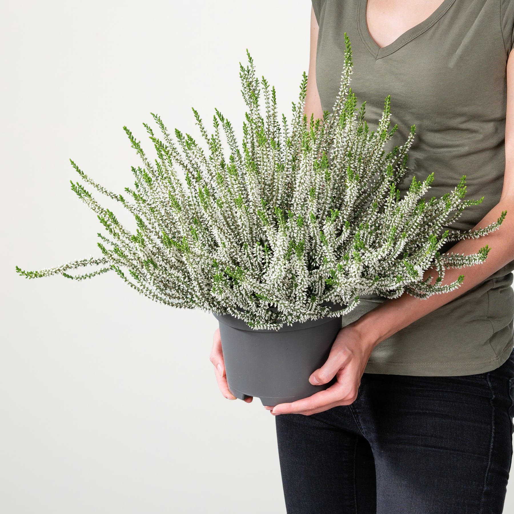 Eine Person hält eine Topfpflanze mit zarten weißen Blüten und grünem Laub vor einem schlichten weißen Hintergrund.