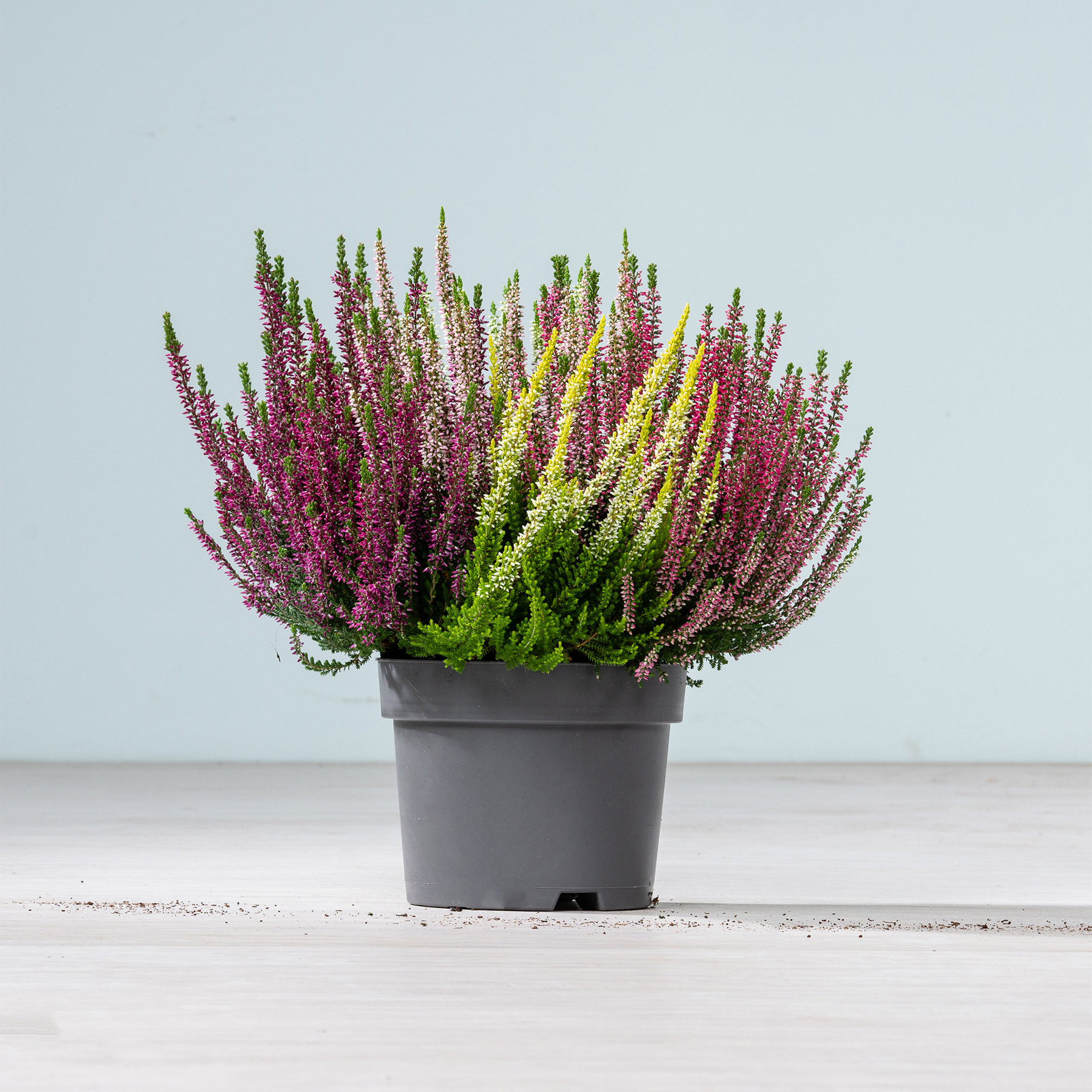 Ein Topfarrangement aus leuchtend violetten, rosa und gelben Heidekrautblüten steht auf einer Holzoberfläche vor einem schlichten hellen Hintergrund.