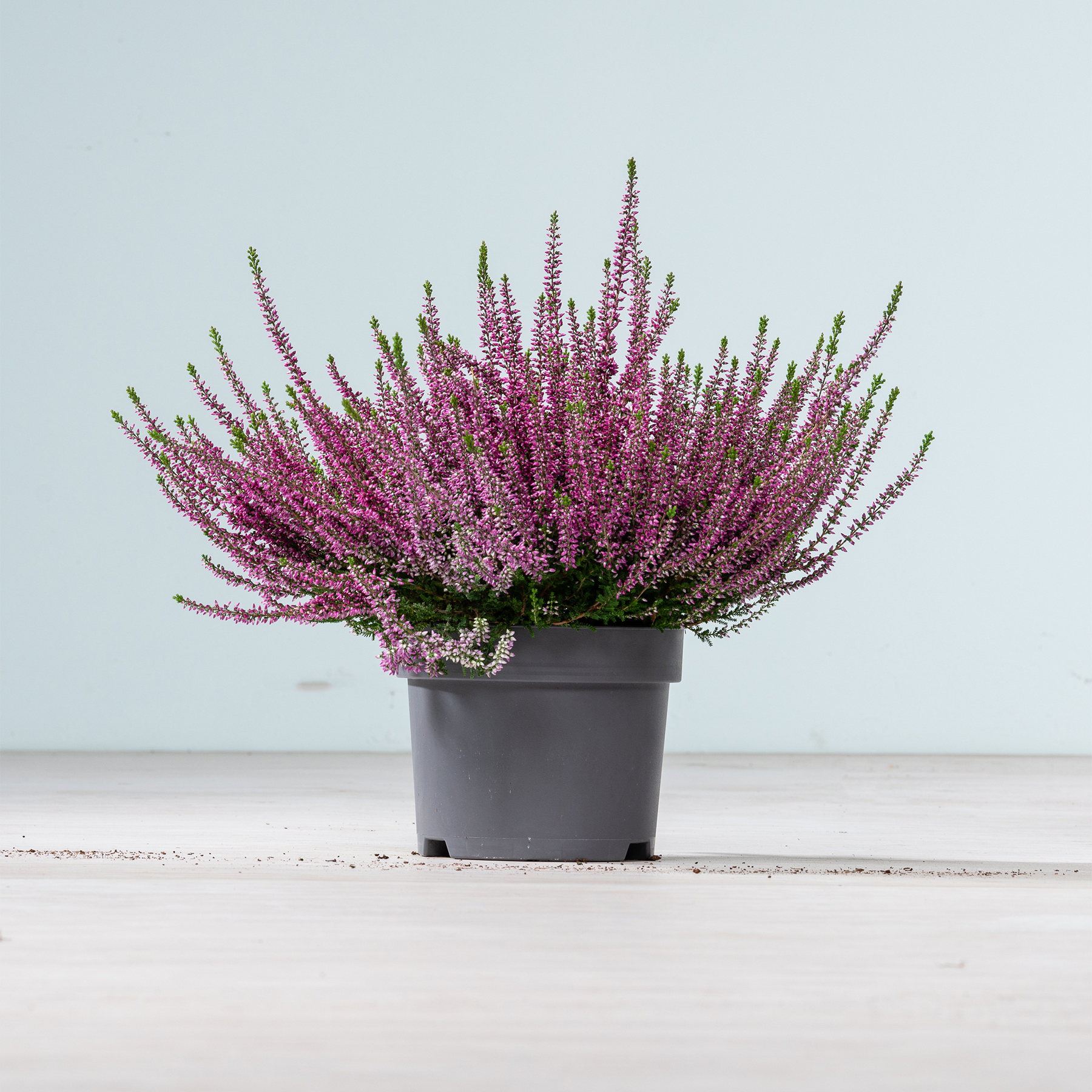 Eine Topfpflanze mit leuchtend violetten Blüten steht auf einer Holzoberfläche vor einem schlichten Hintergrund.